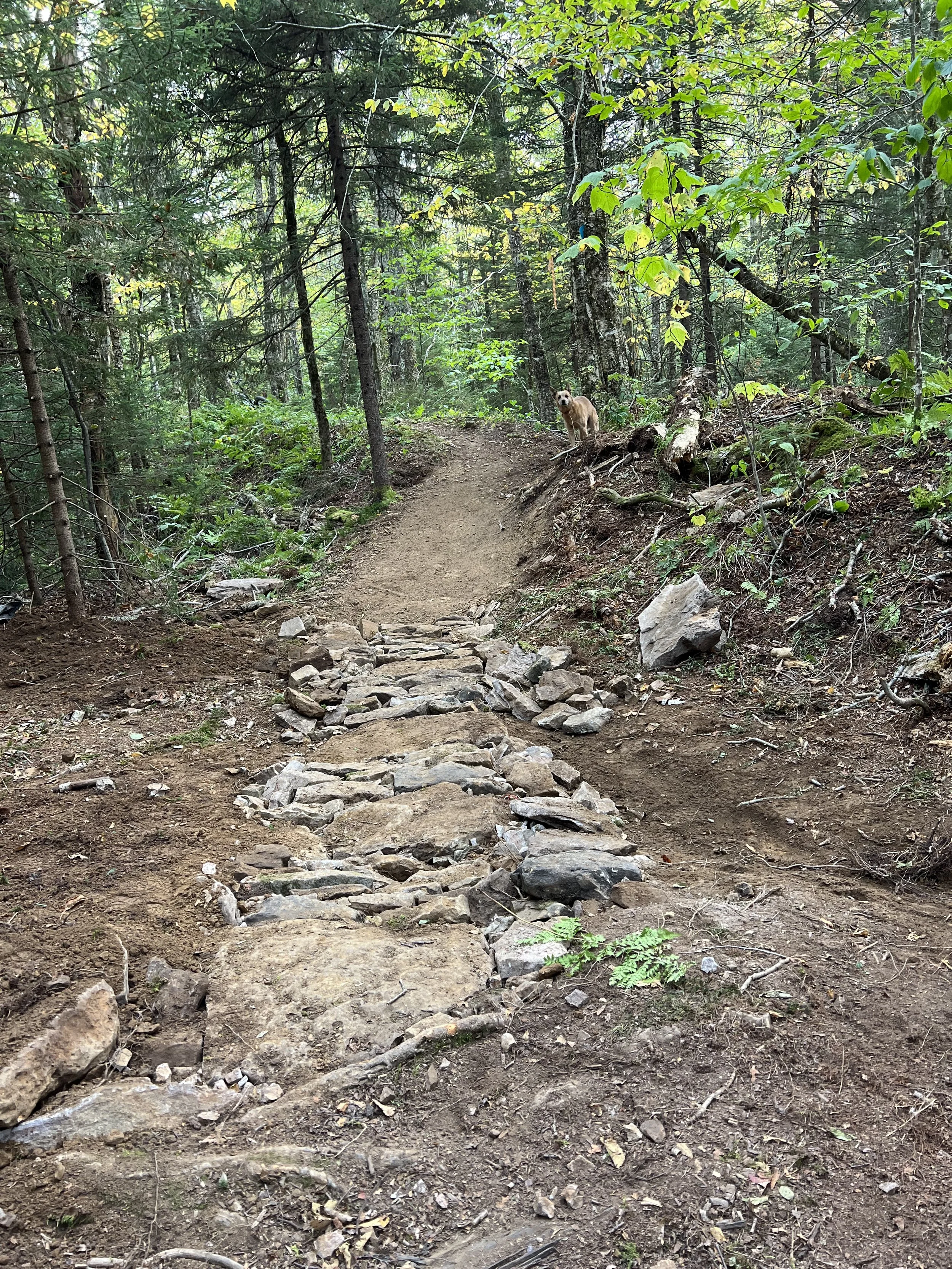 A dirt trail in a forest with a rocky section. A dog is standing on an elevated part of the trail, surrounded by green trees and plants.