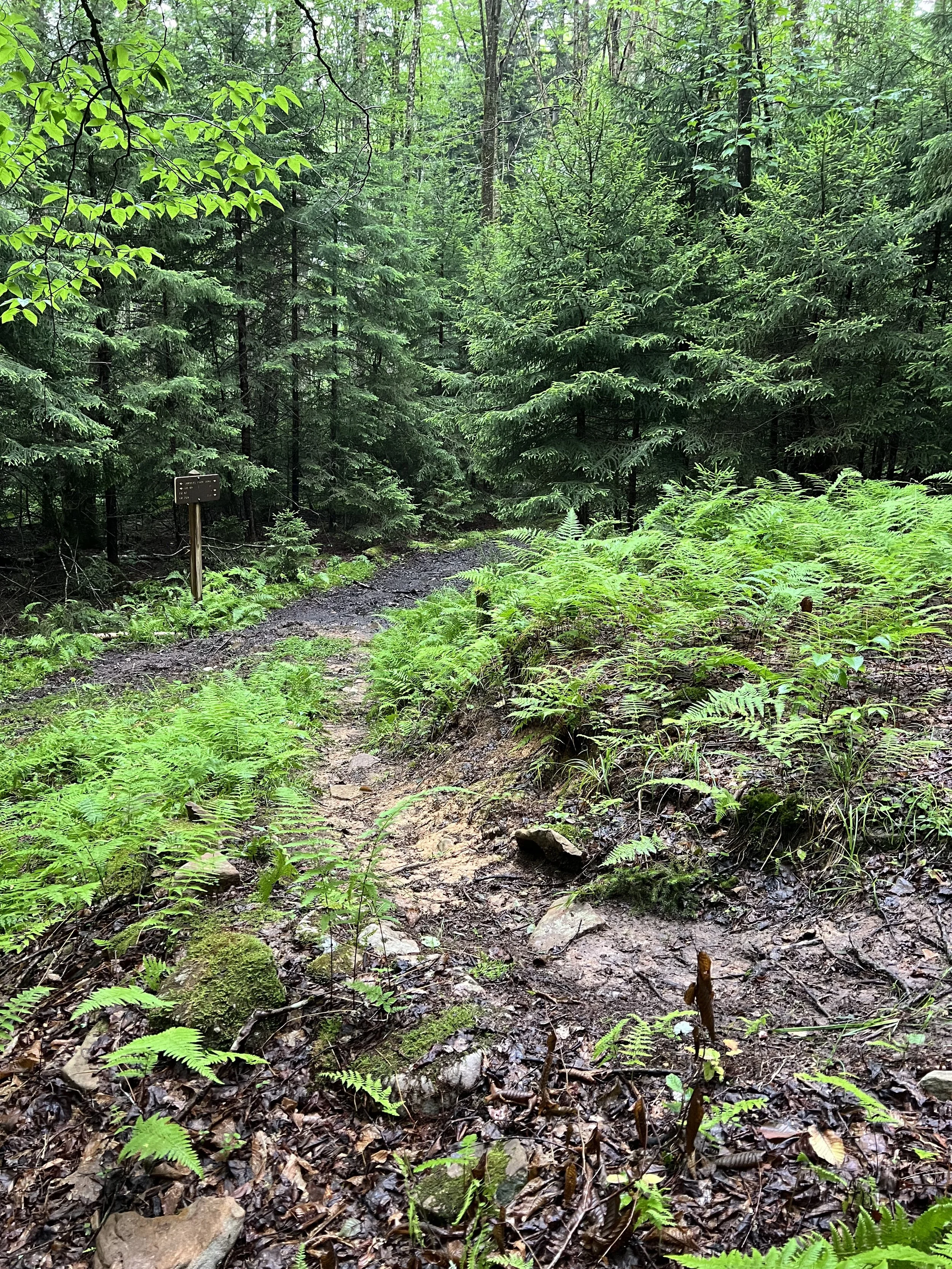 A narrow dirt trail cutting through a lush green forest with tall trees, ferns, and dense foliage.