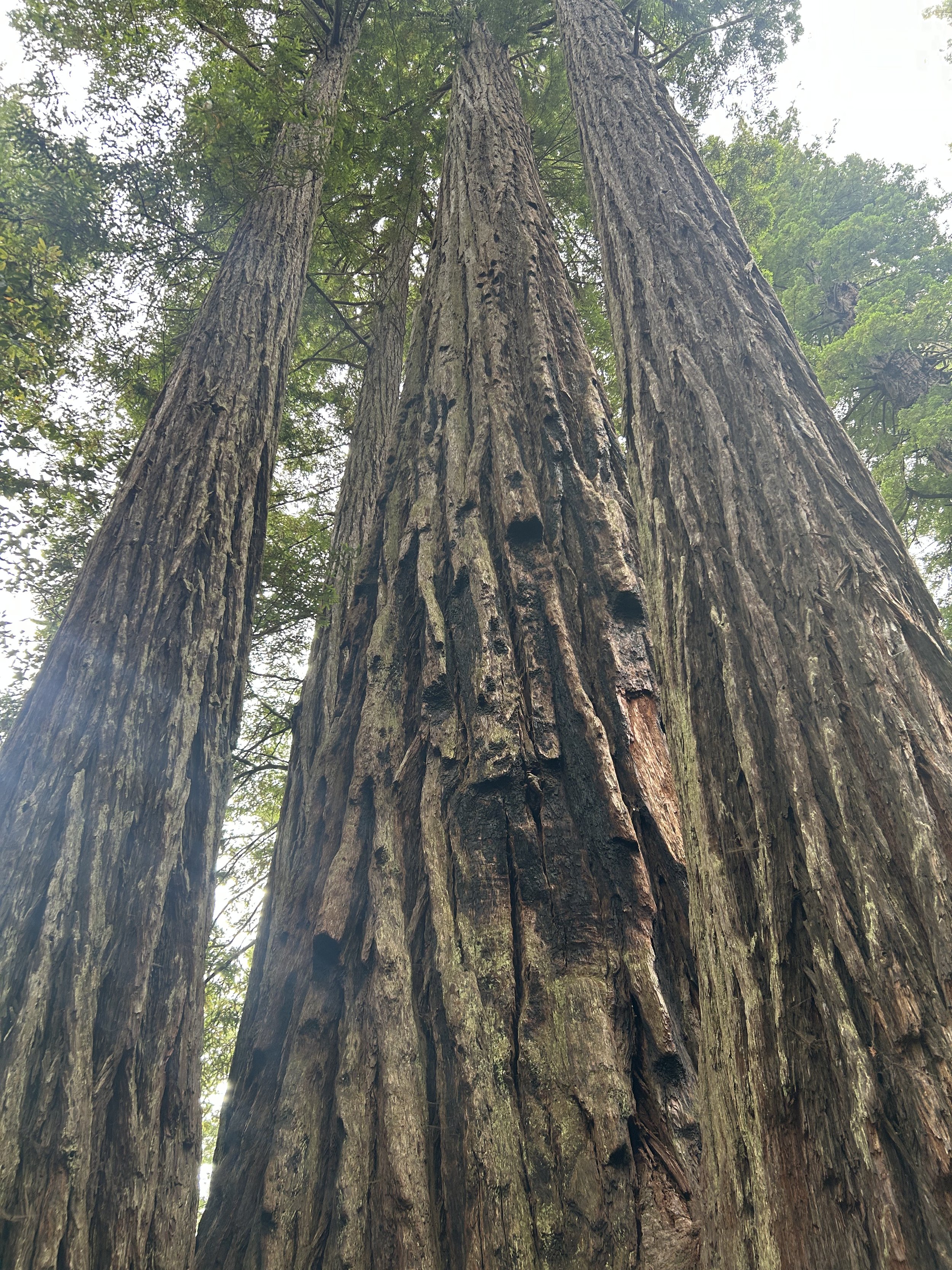 Close-up view of the trunks of three tall redwood trees from below, showing rough, textured bark with moss and natural openings.