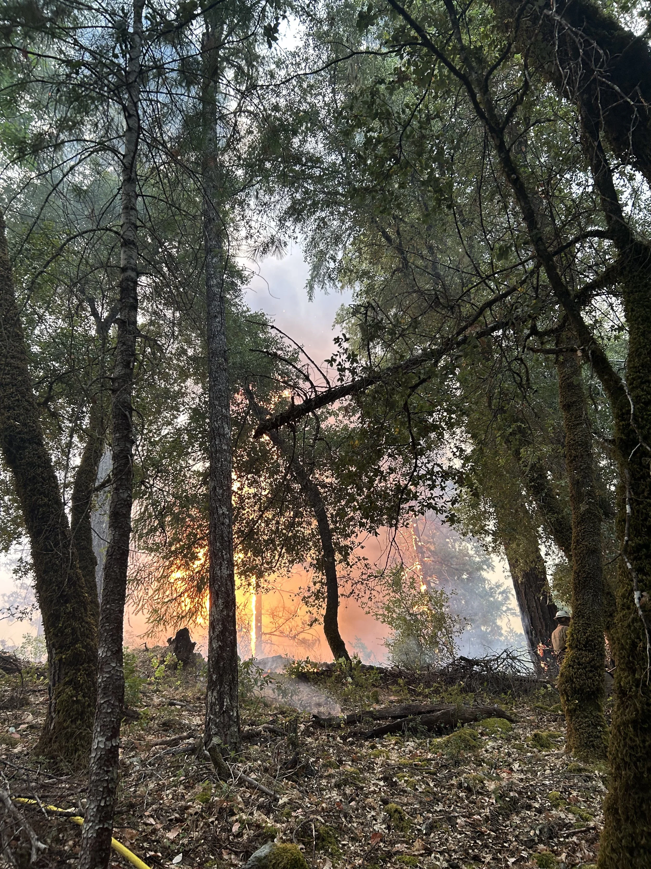 A forest fire burning through trees with flames and smoke, as seen through a dense wooded area.