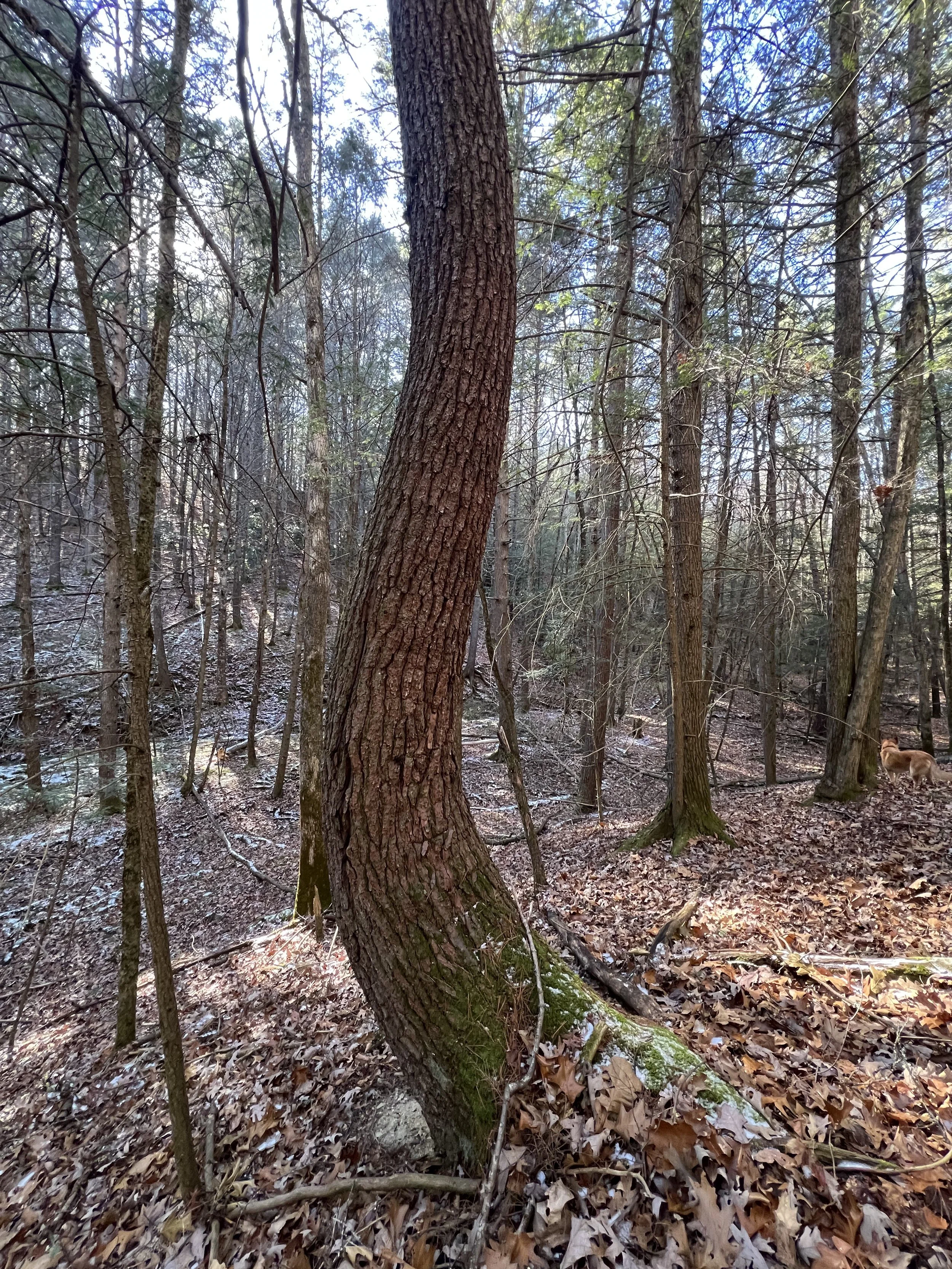 A forest scene with a large tree trunk in the foreground, surrounded by smaller trees, with fallen leaves on the ground and a dog walking in the background.