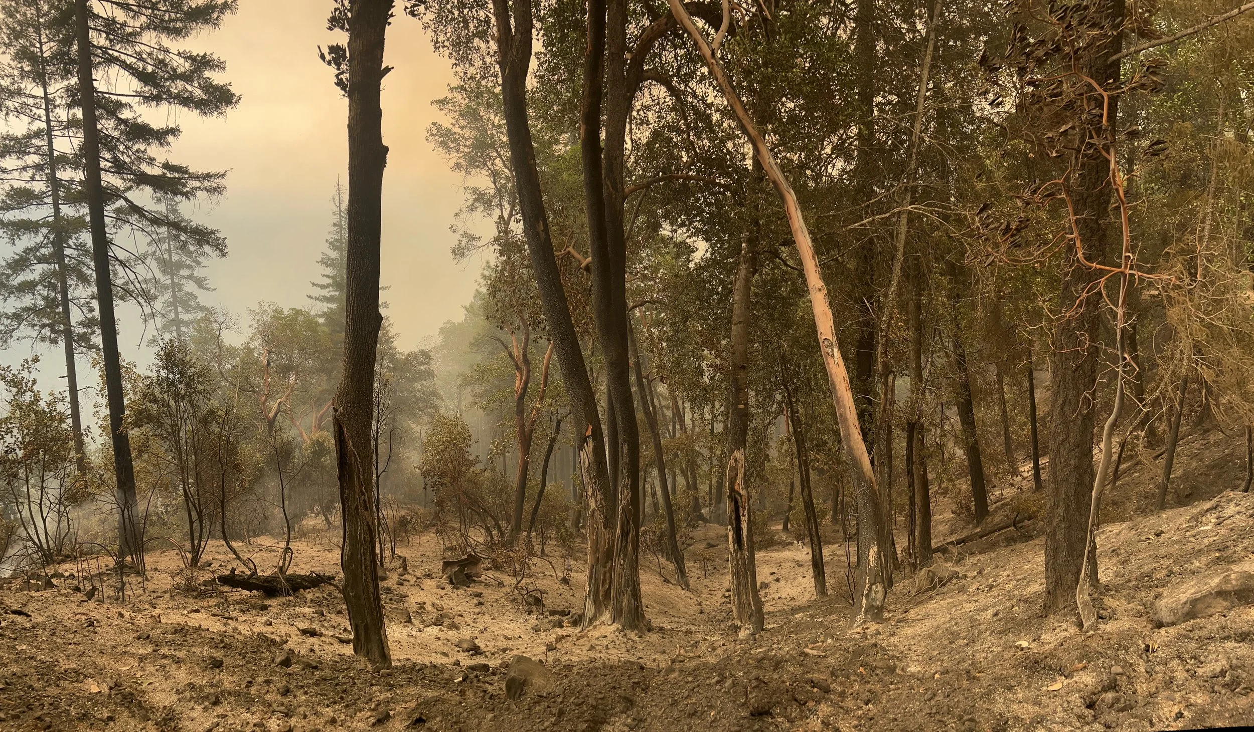 A forest with tall trees, some with blackened trunks, and dry, rocky ground under a smoky sky.