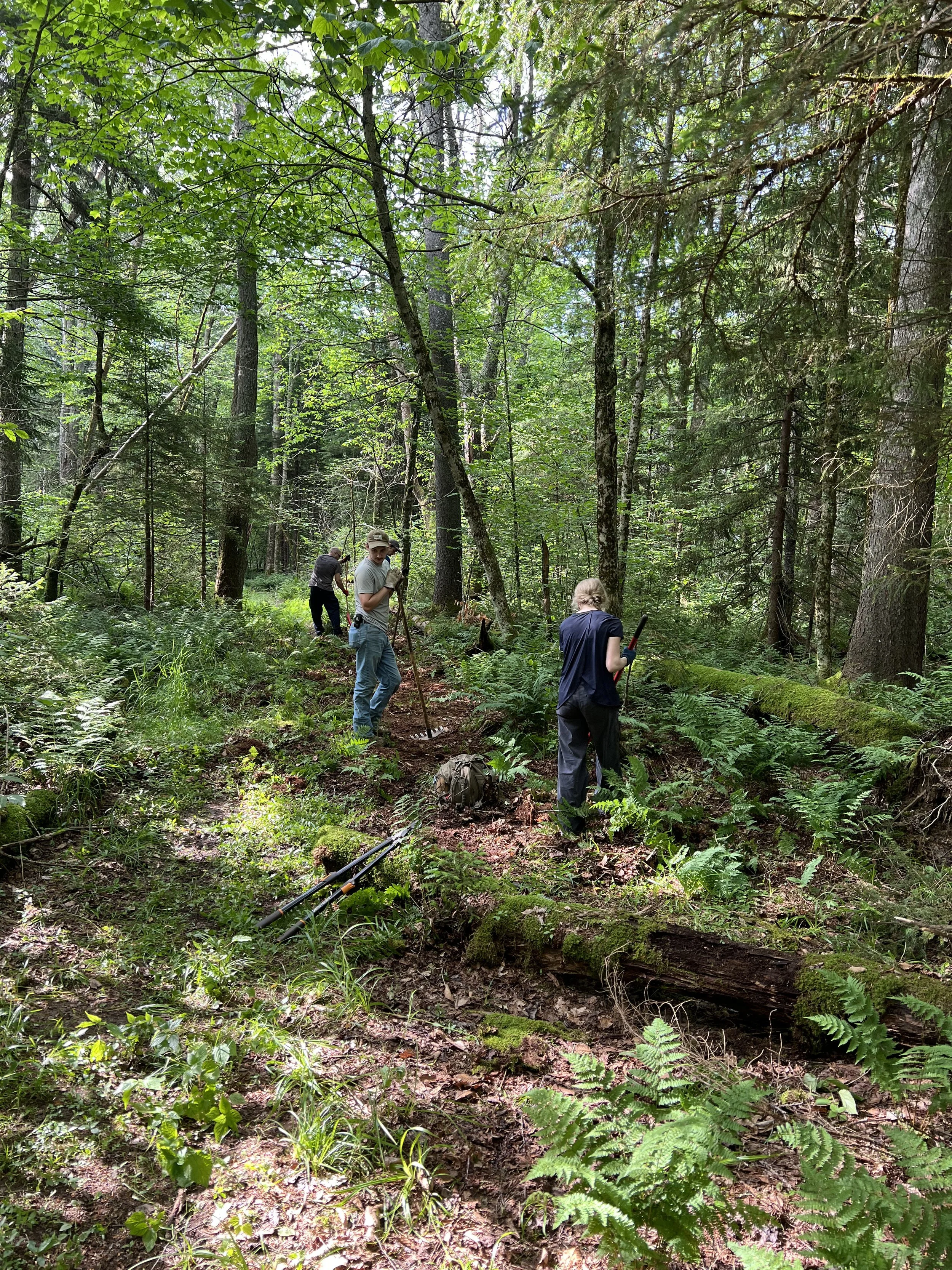 Four people working with tools in a forest with dense green trees and ferns, likely clearing or hiking a trail.