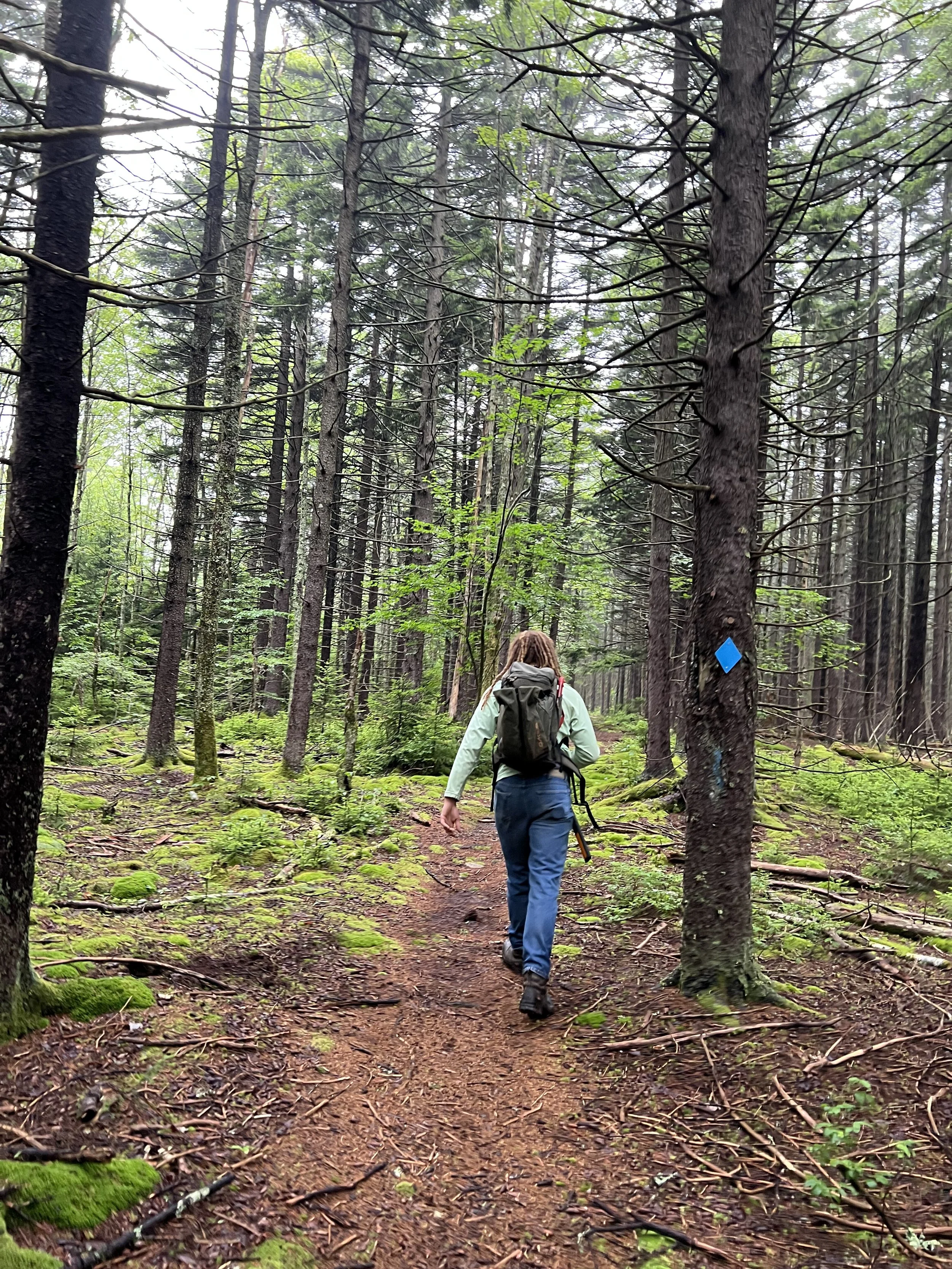A person with dreadlocks wearing a backpack walking on a trail through a dense green forest.