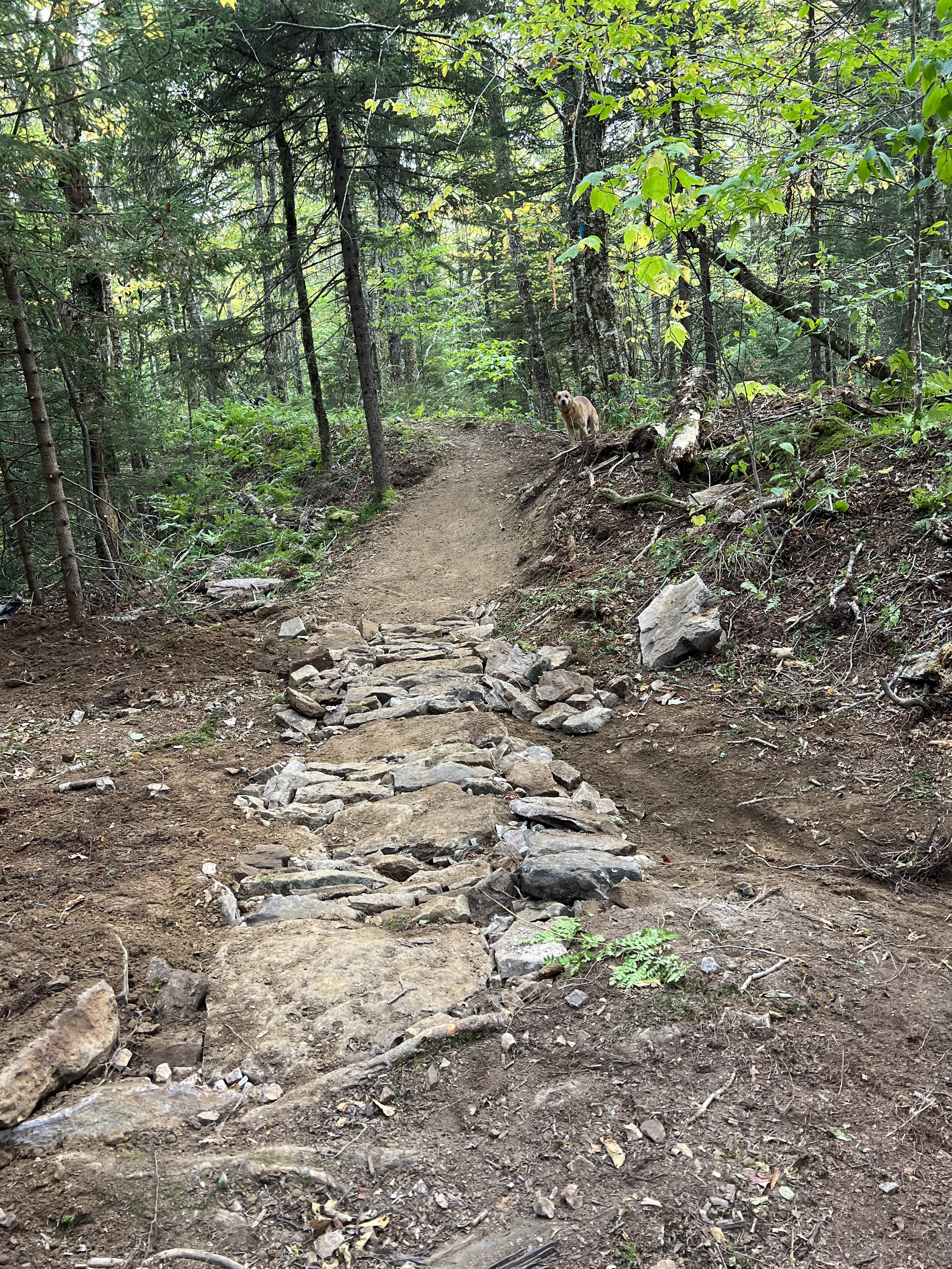 A forest trail with rocks and dirt, surrounded by green trees and foliage. A small dog with light brown fur stands on a raised dirt section to the right of the trail, looking towards the camera.