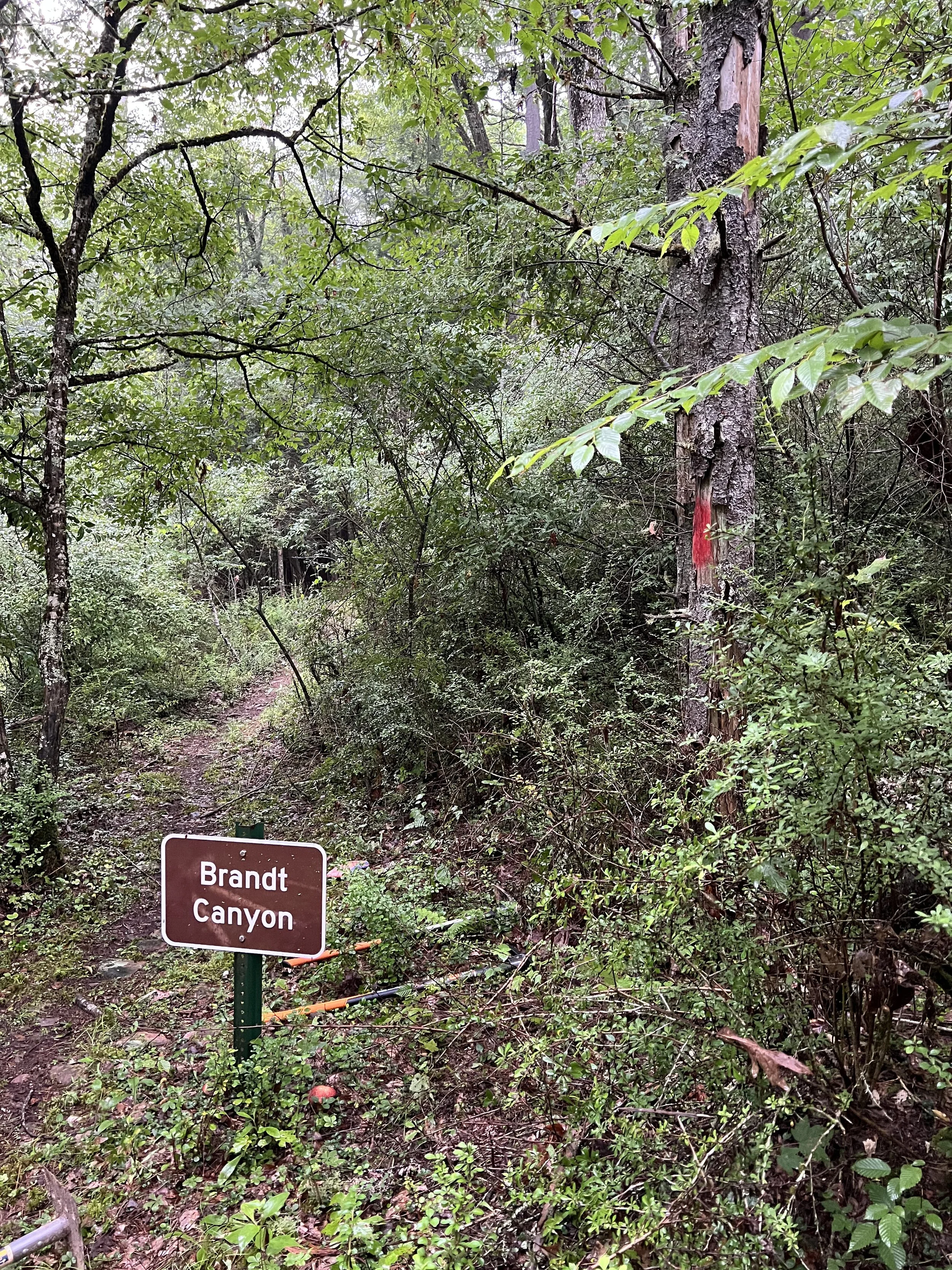A forest trail with a brown sign reading "Brandt Canyon" along the path. Dense green foliage surrounds the trail, which is narrow and slightly muddy.