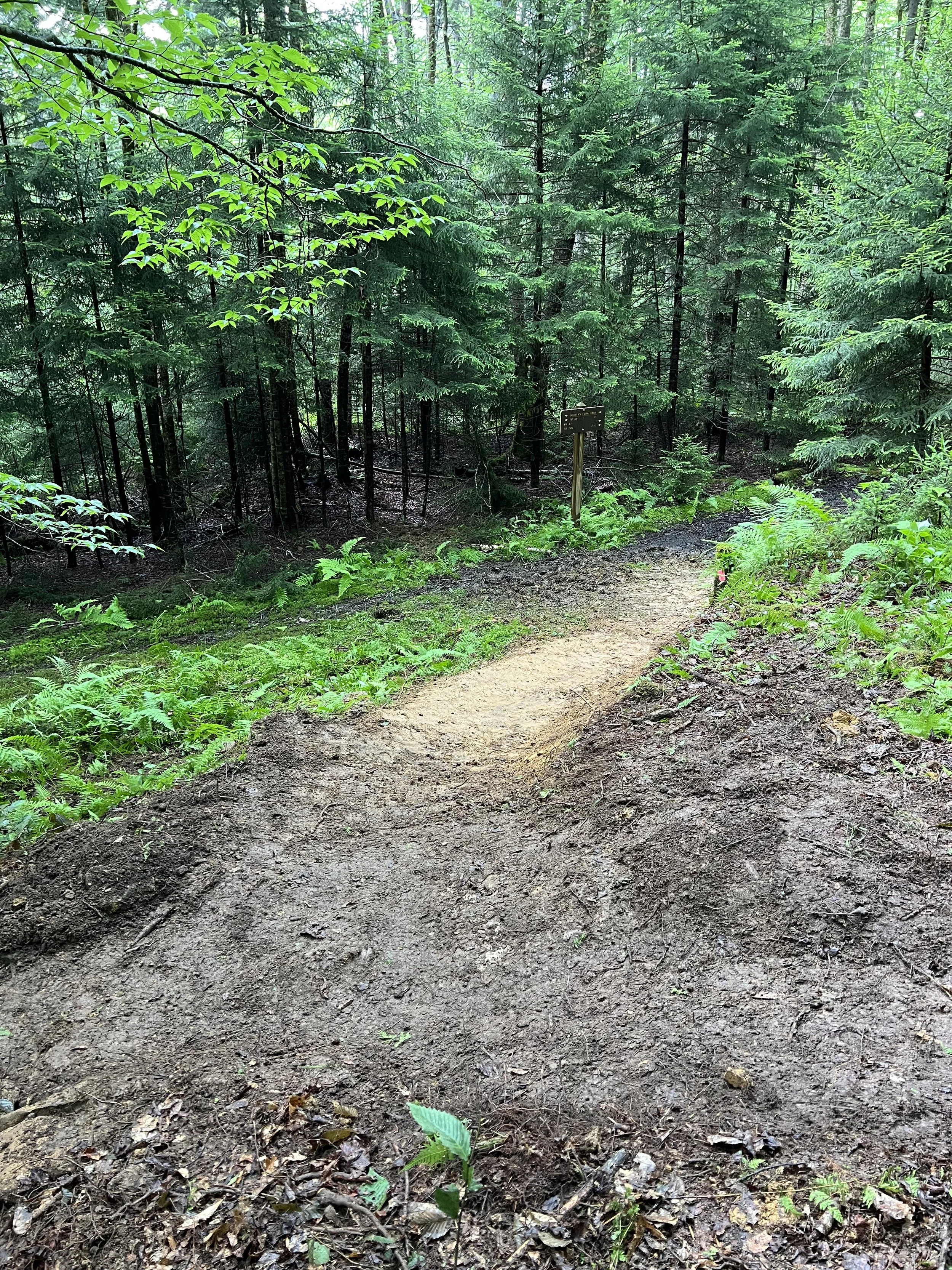 A dirt hiking trail winding through a dense green forest with tall trees and lush foliage.