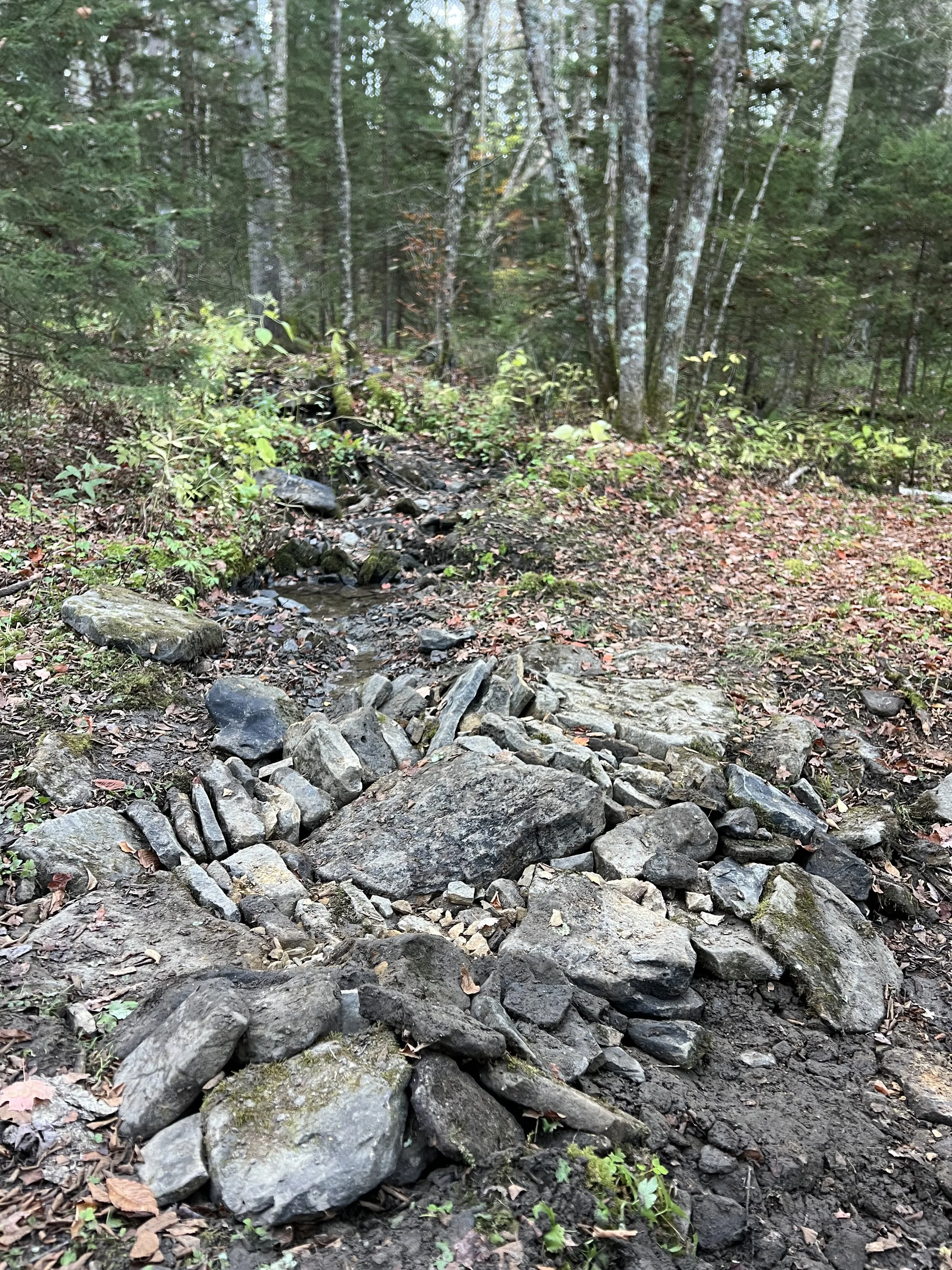 A forest trail with rocks and small stream, surrounded by trees and foliage.