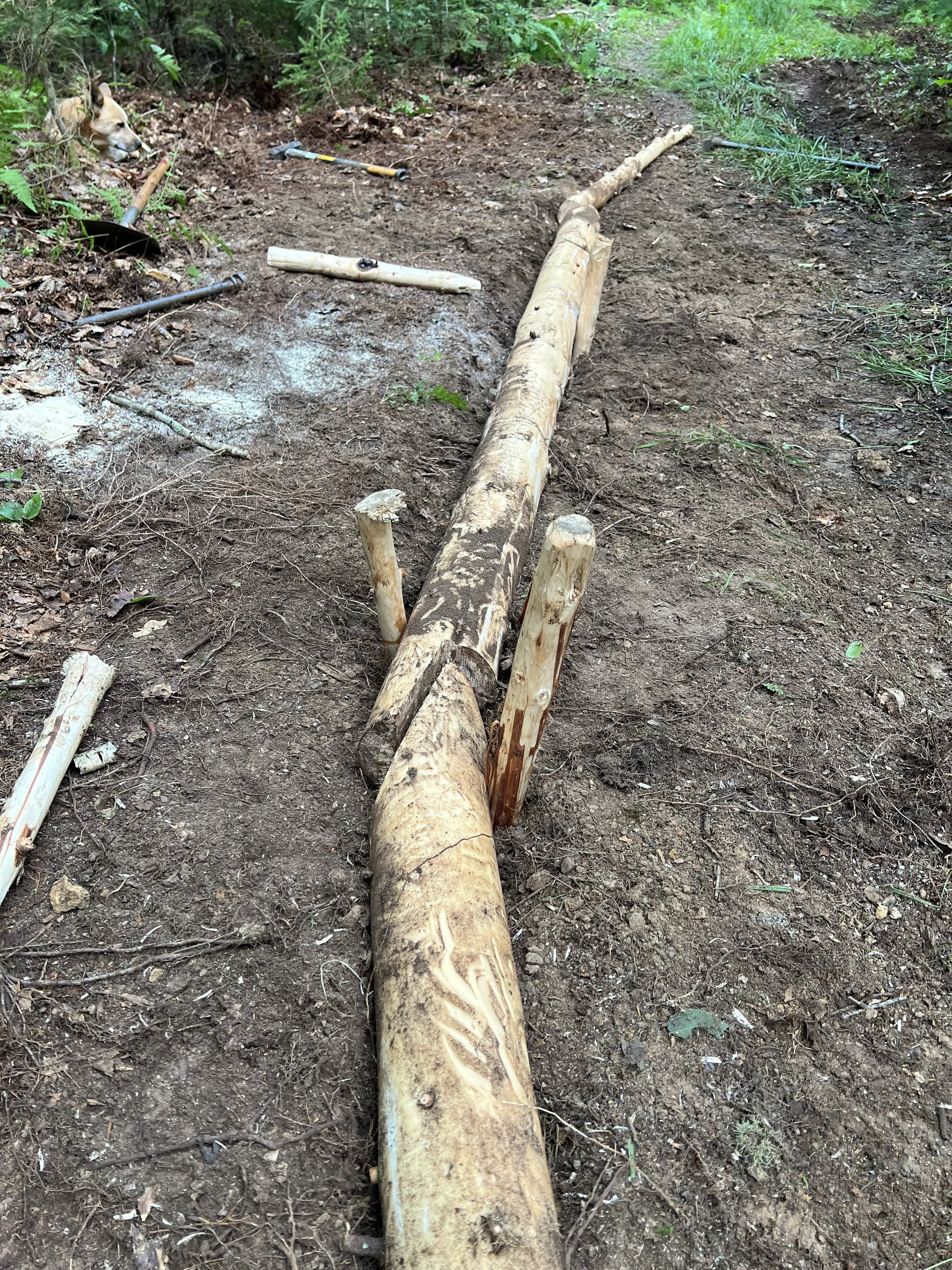 A fallen tree trunk with some cut pieces of wood around it, on a dirt path in a forest. There is a dog lying in the bushes on the left side of the image.