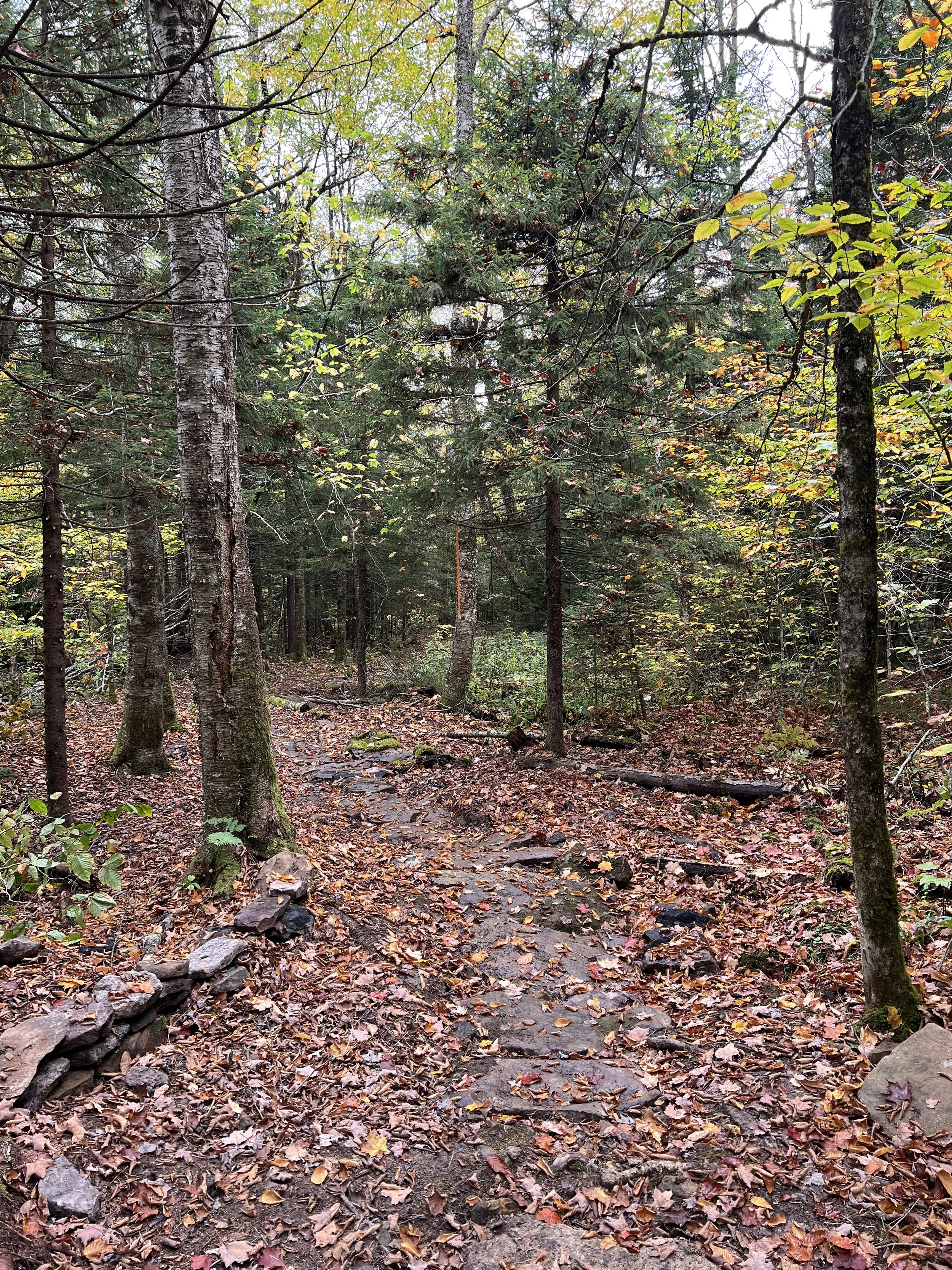 A forest trail covered with fallen autumn leaves, surrounded by tall trees with some green and yellow foliage, and a narrow dirt path lined with rocks.
