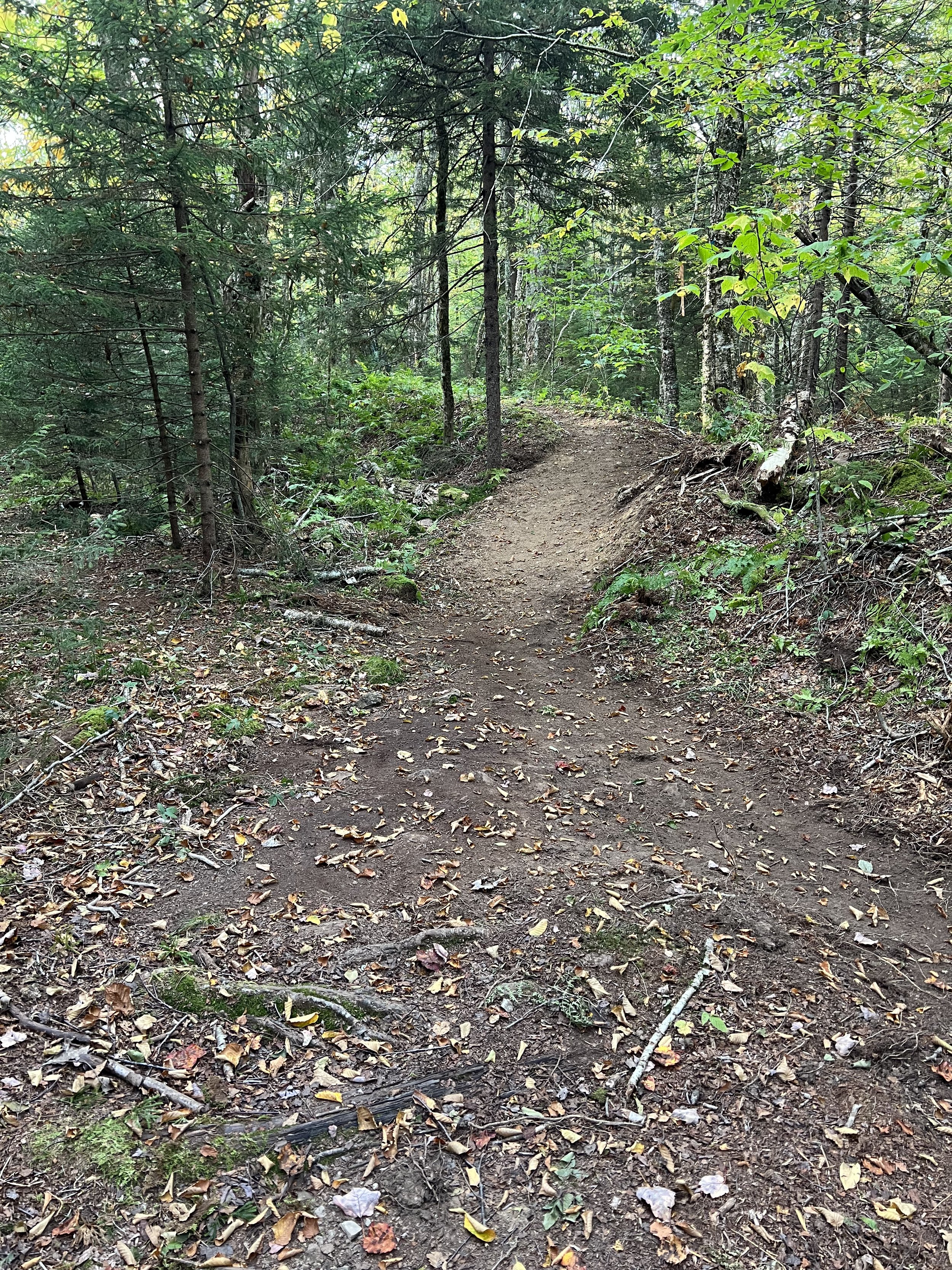 A dirt trail in a dense green forest with trees and fallen leaves on the ground.
