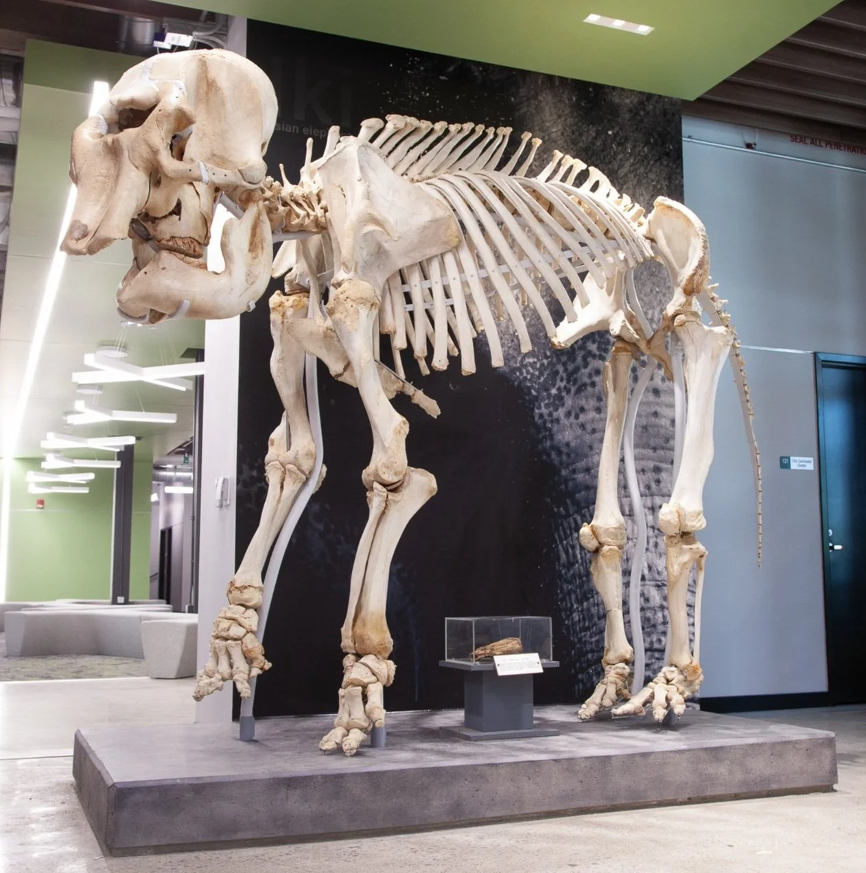 WSU+Elephant.jpg