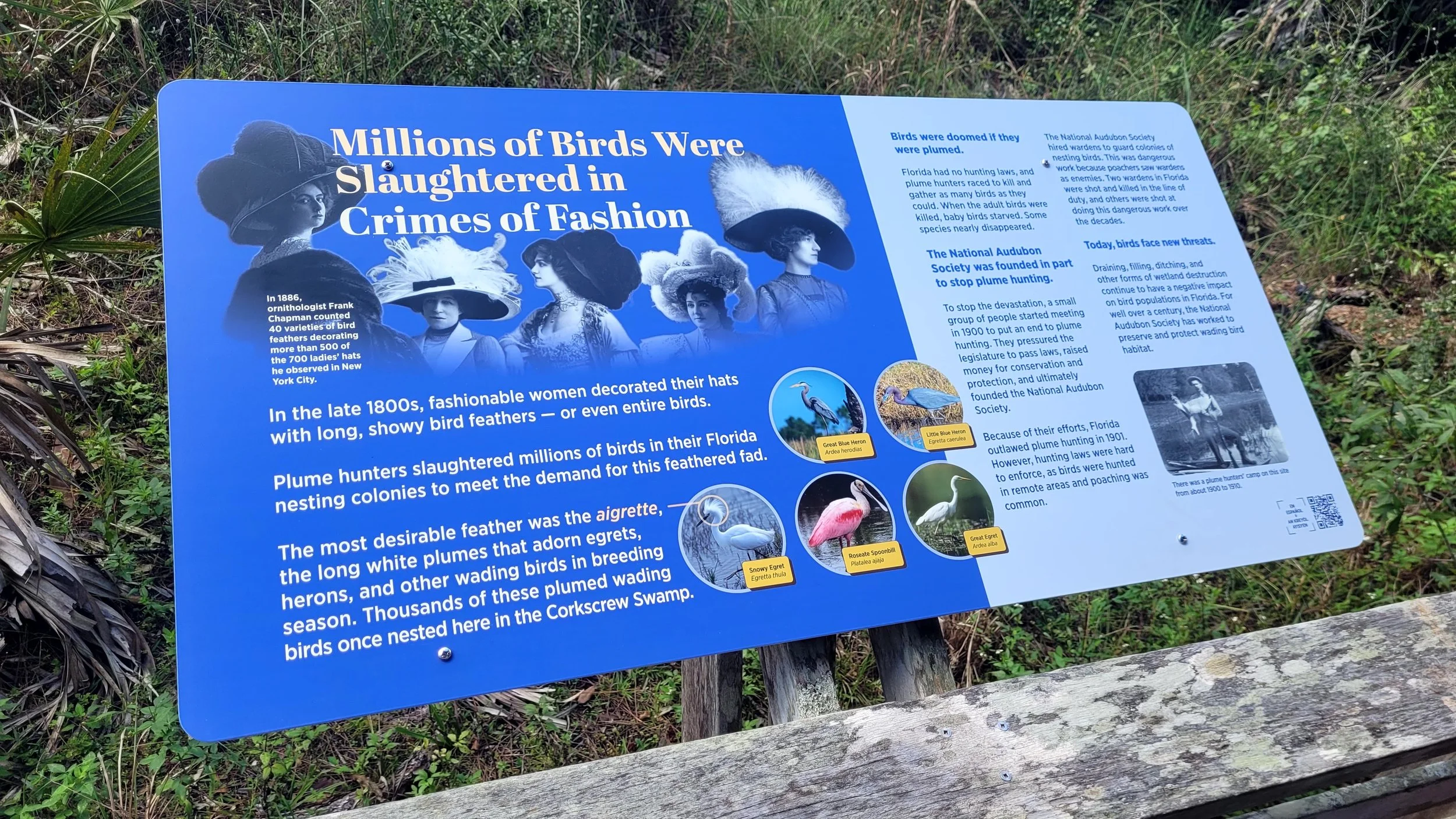 Corkscrew Swamp Birds.jpg