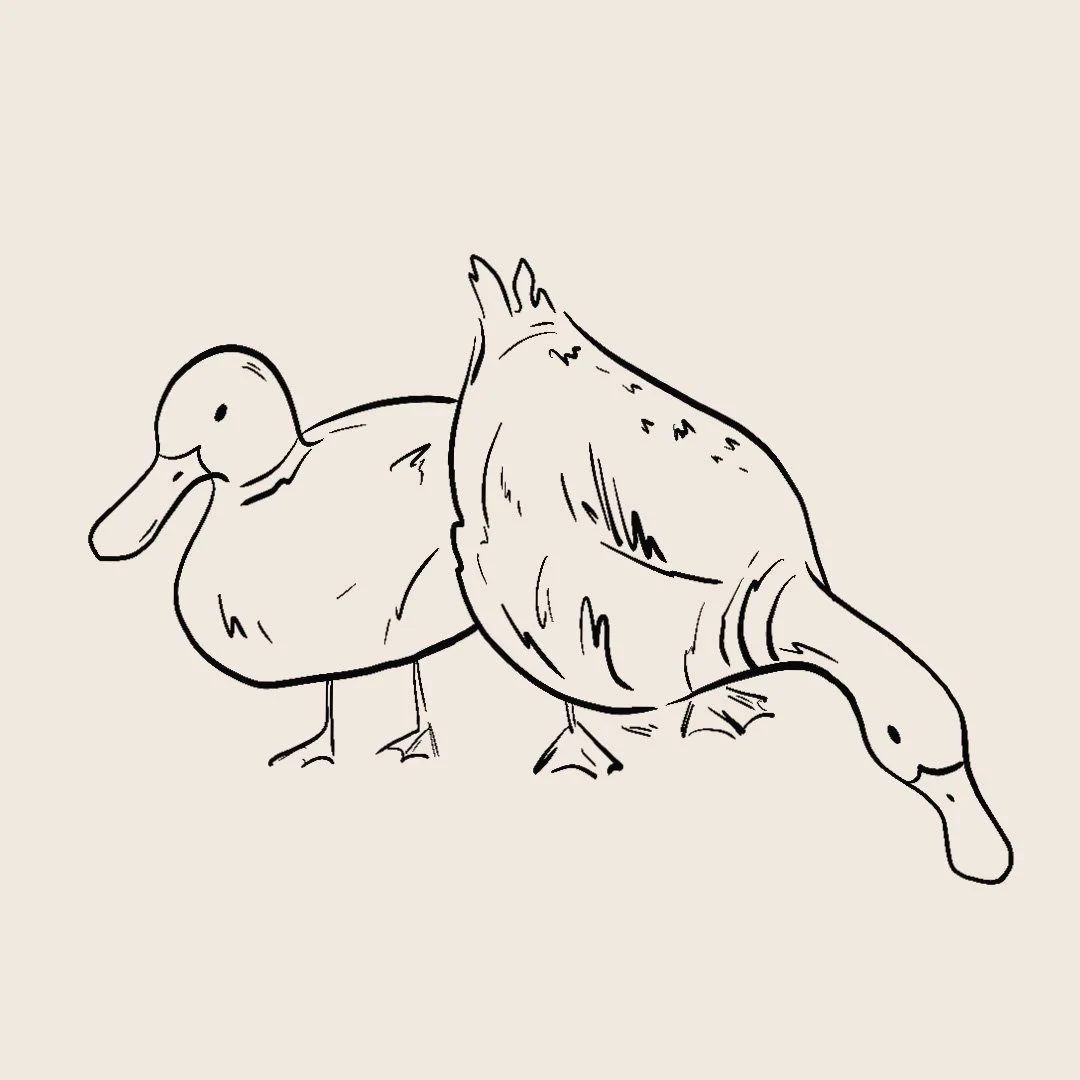ducks.jpg