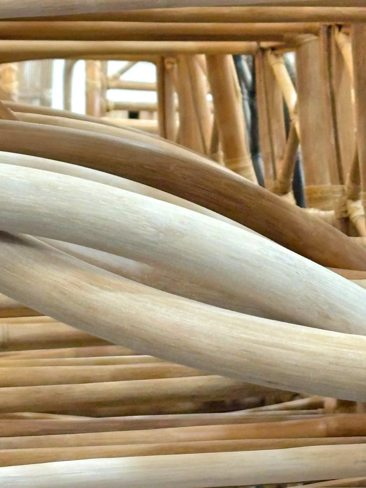 Nature's raw beauty.

Get in touch with us to find out more.
Website: www.pacific-traders.com | Email: csg@pacific-traders.com
.
.
.
.
#pacifictraders #manufacturing #furniture #craftsmanship #quality #rattan #madeinCebu