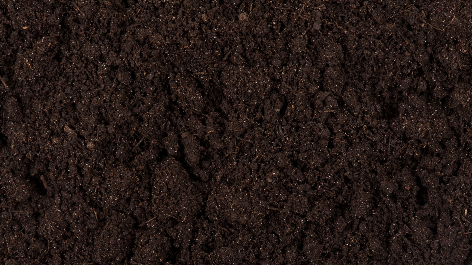 Close-up of dark, moist soil with small clumps and tiny organic particles.