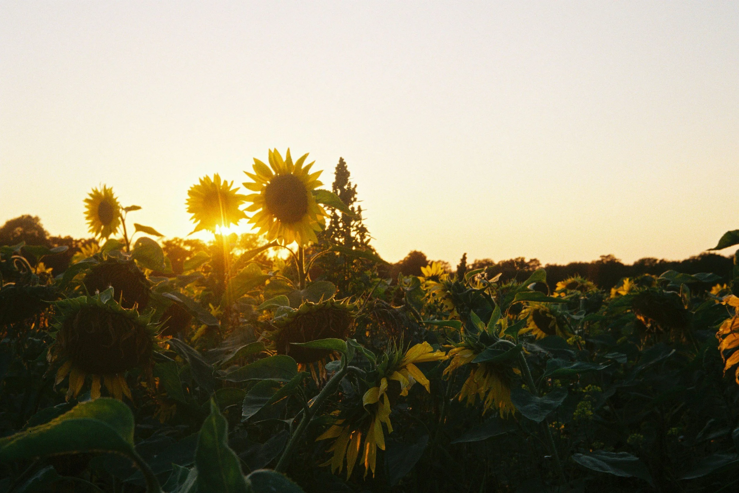 Savouring Summer: How to Slow Down and Make the Most of August