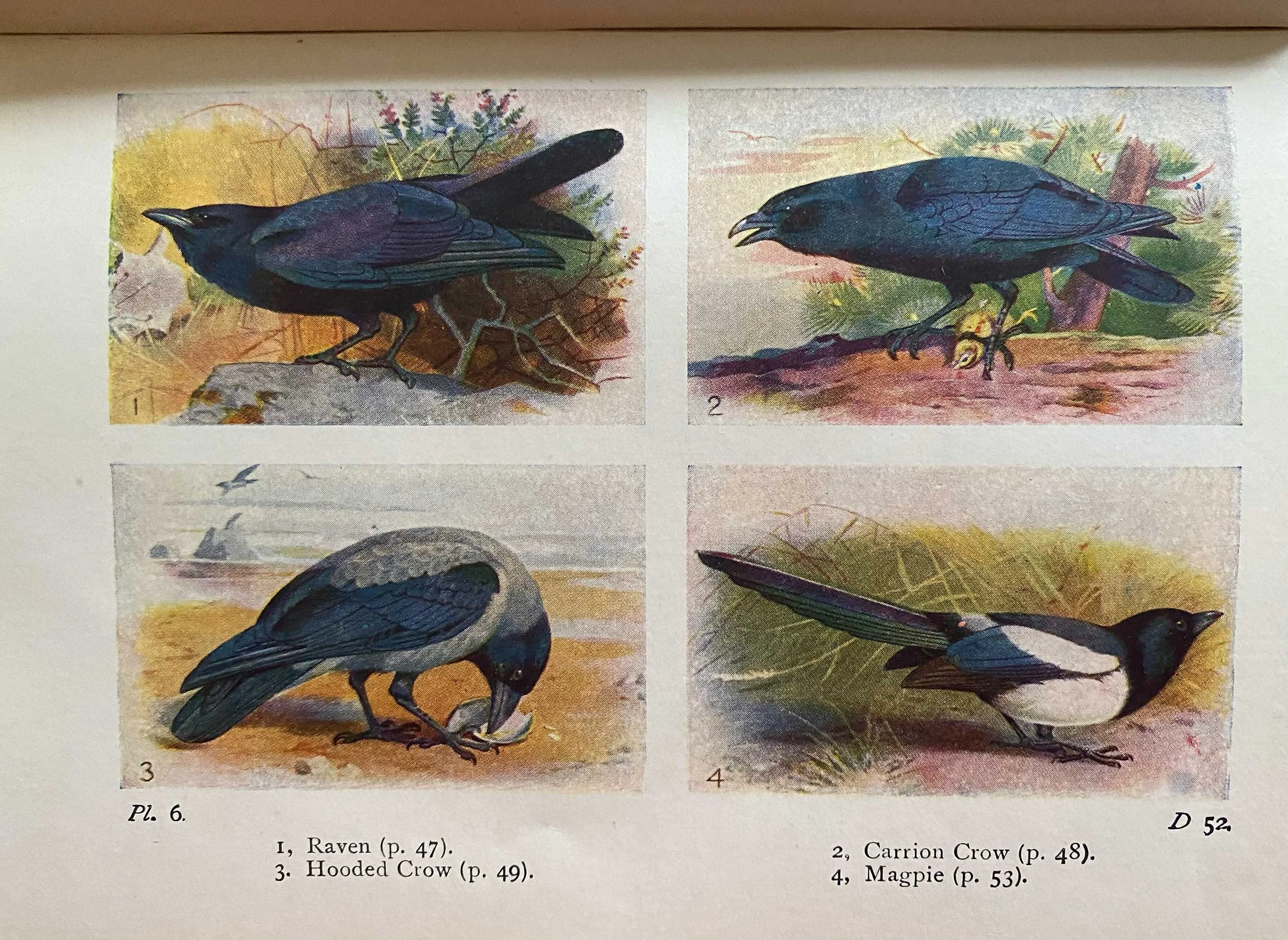 The Birds of Wayside and Woodland