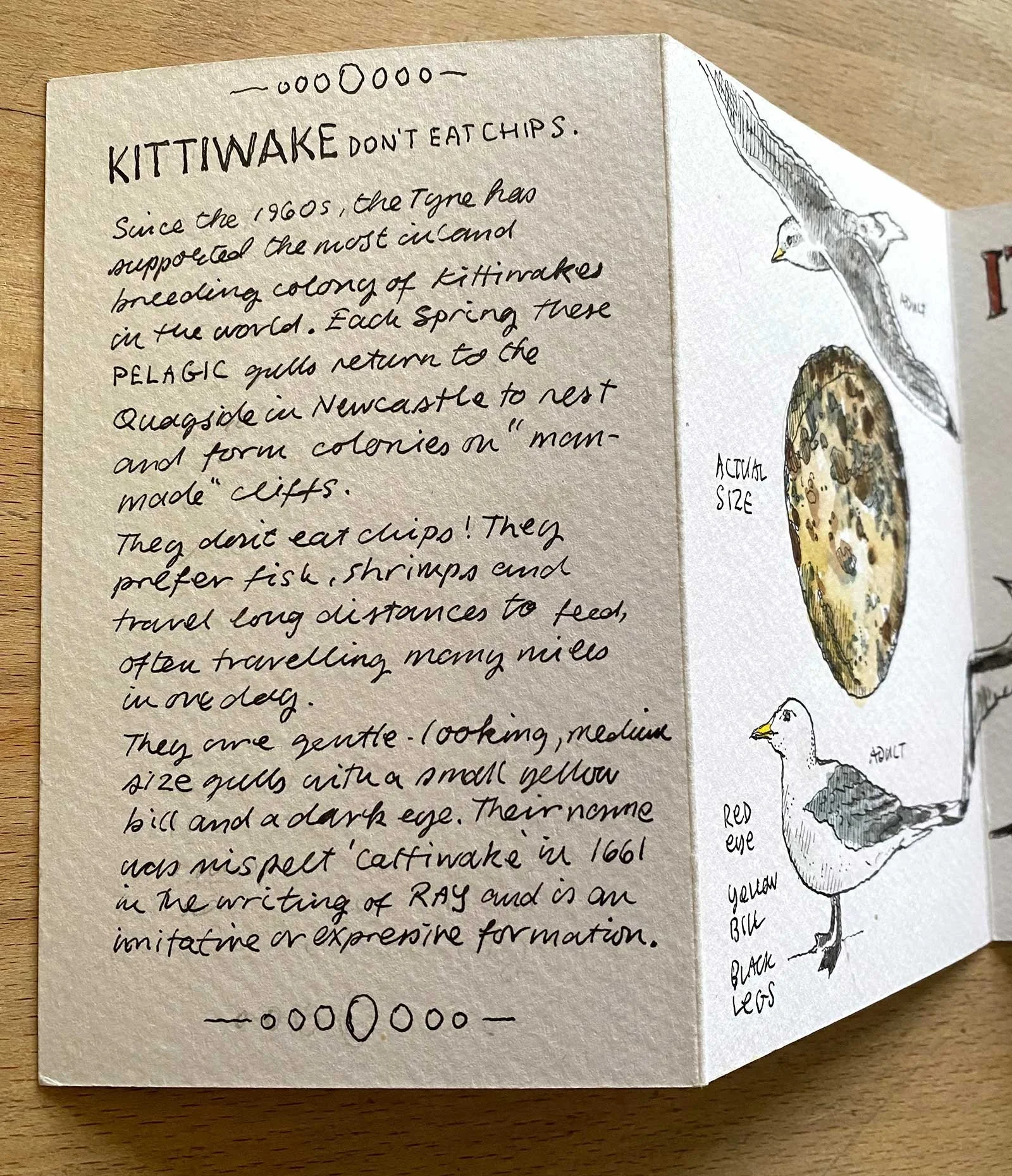 Designing for Coexistence – The Kittiwake Hotel