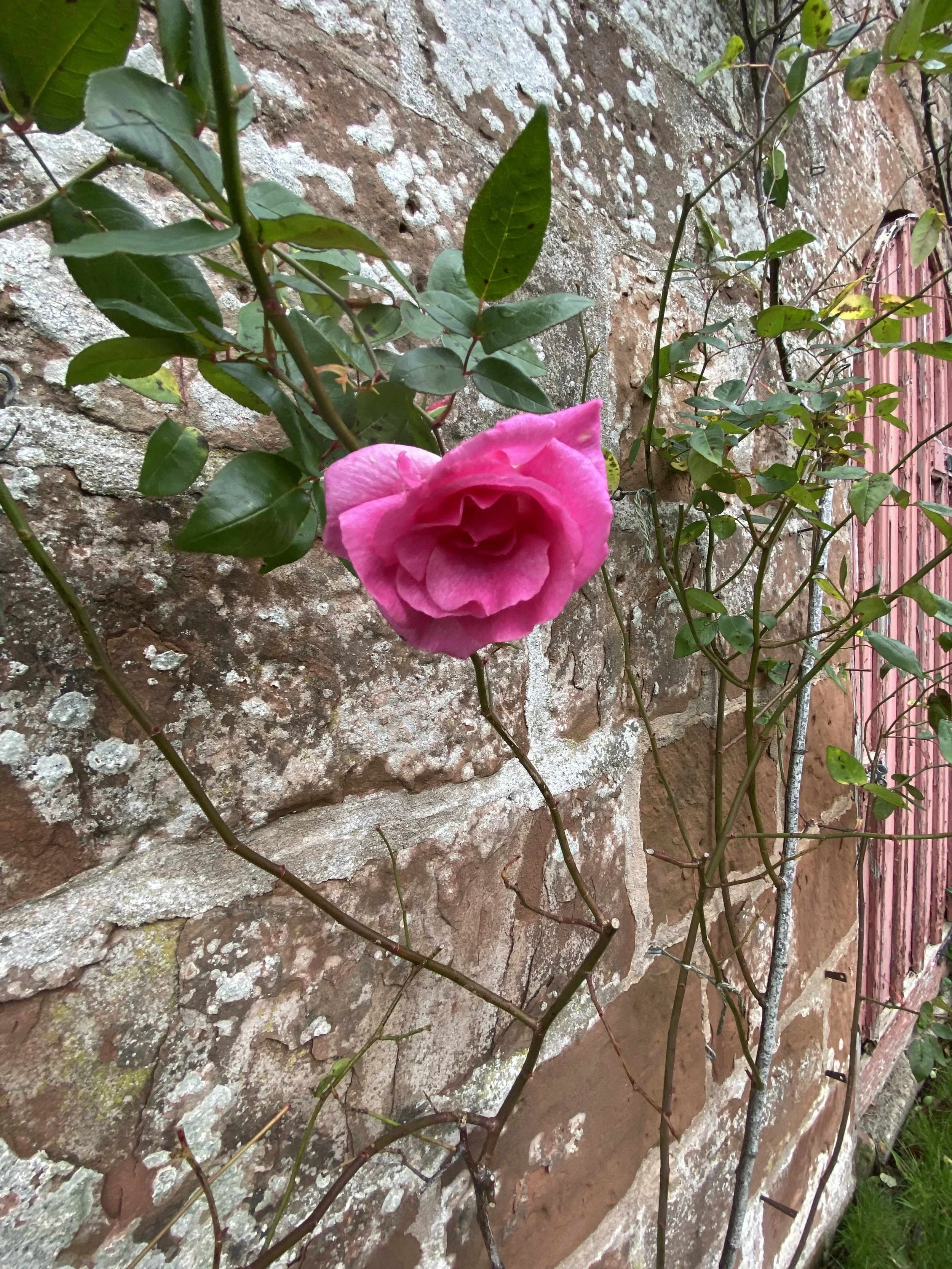 Rose Castle Nature Journaling Retreat