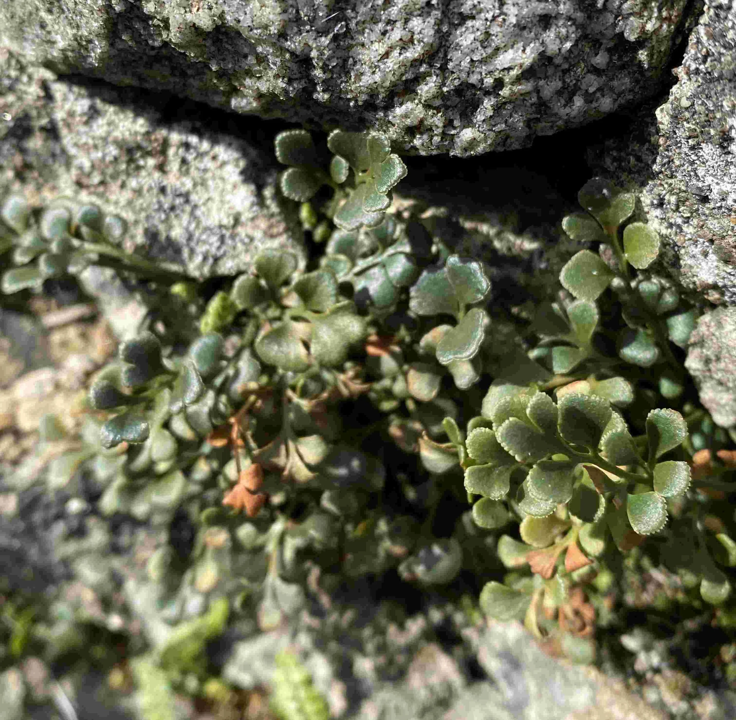 Celtic Rainforest