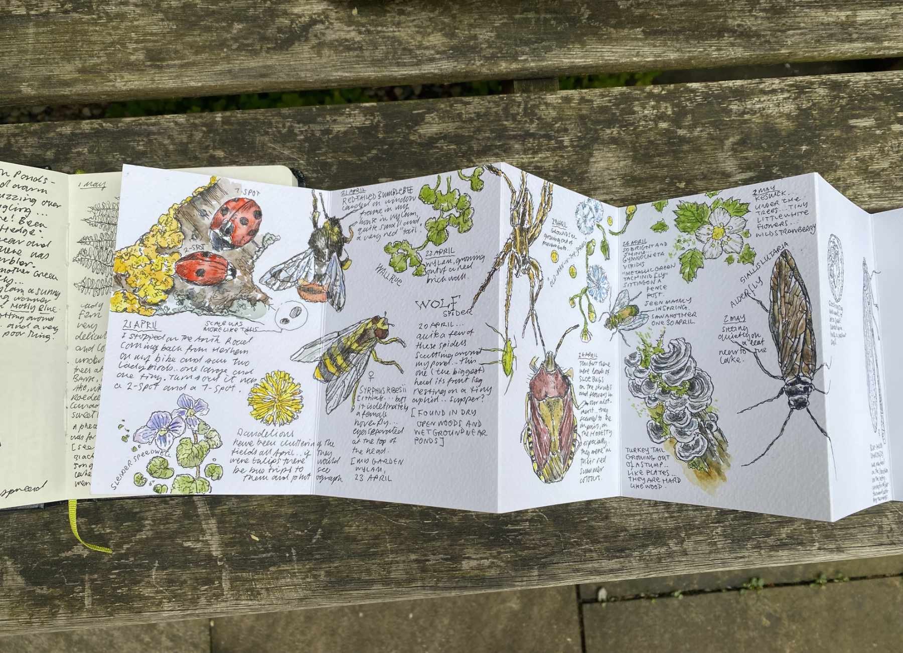 Nature Journalling at Derwent Bank for HF Holidays