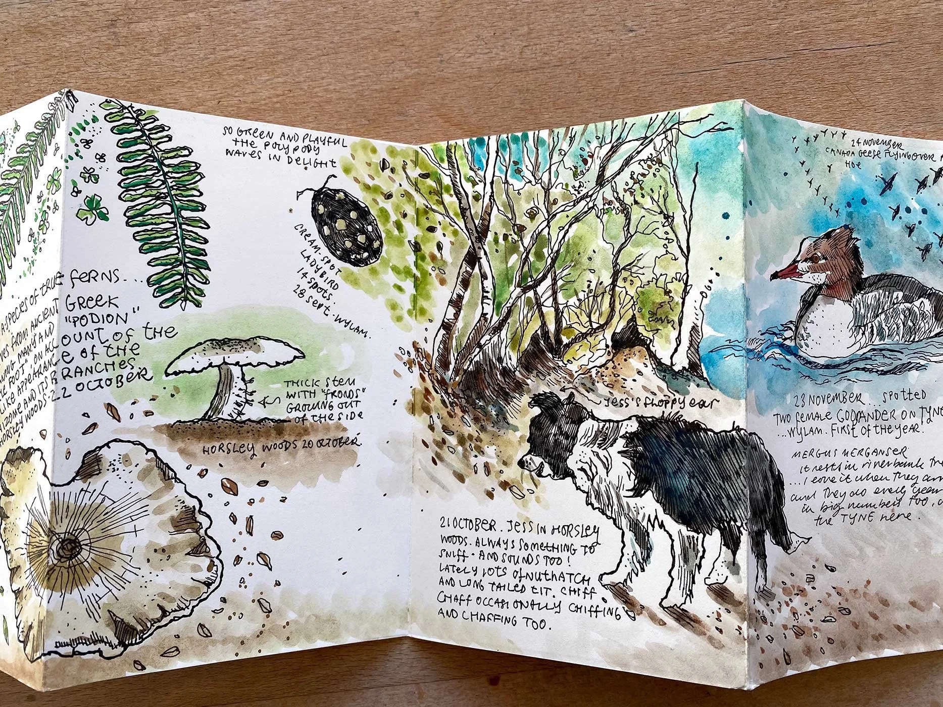 My Nature Journals