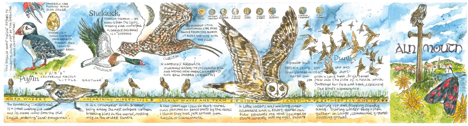 An image showing short eared owl and curlew.