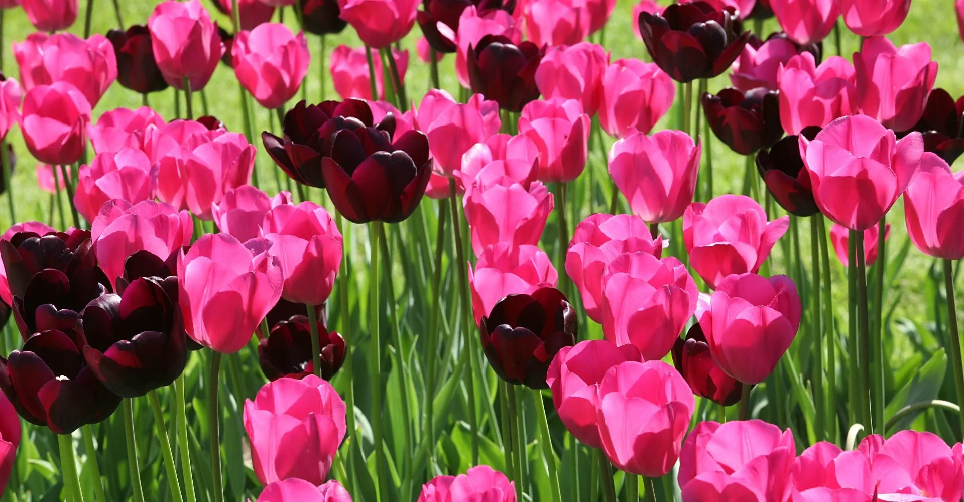 What Are Fun Things to Do in Hershey for Your Wedding Weekend?