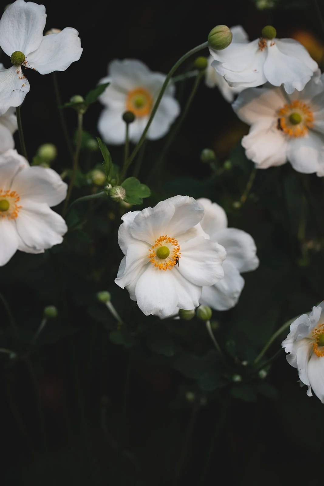 Elisabeth Grindmayer_Gardenphotography 3100_websize.jpg