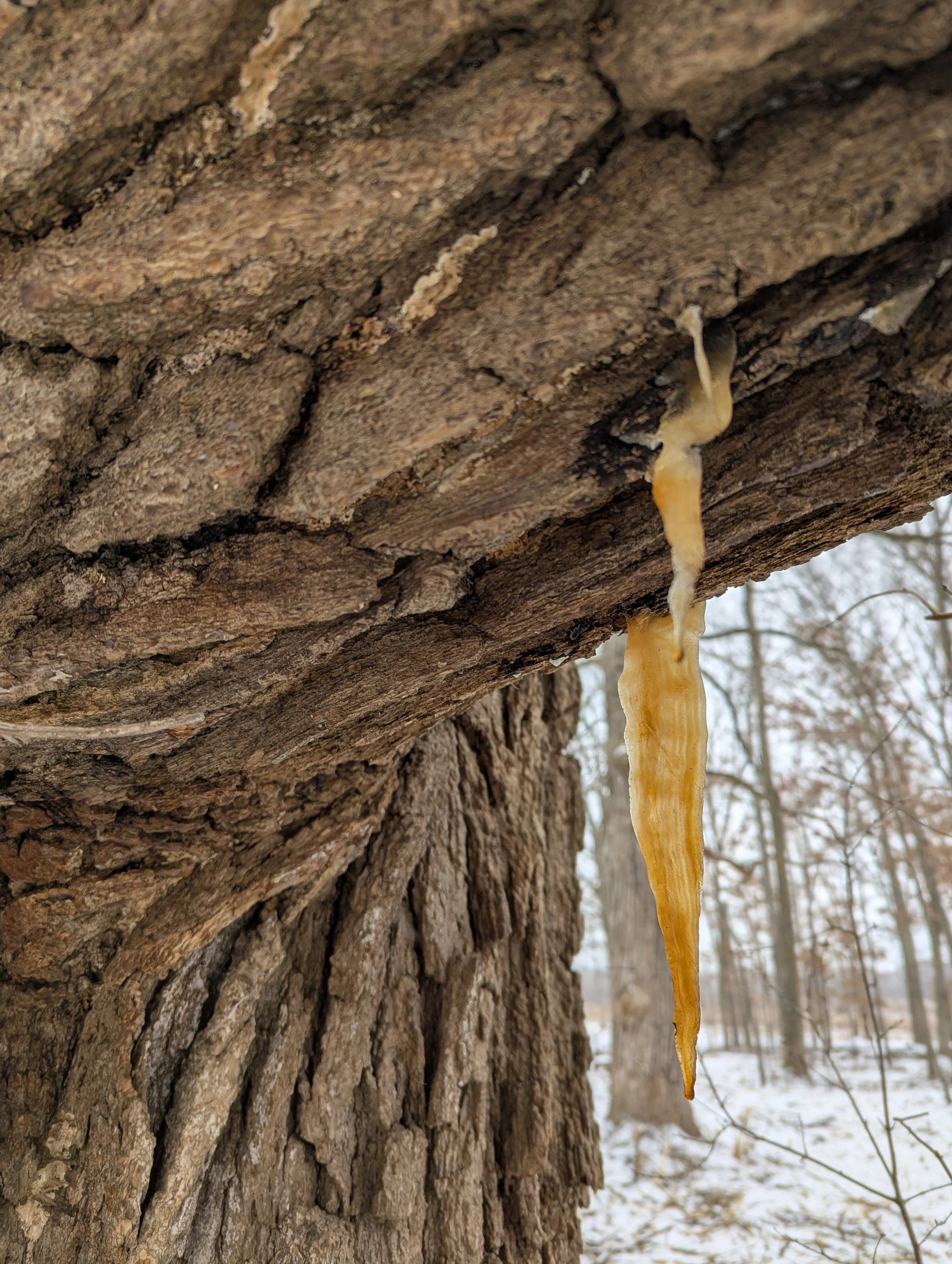 Sweet Sapsicle Discovery Dripping with Eco-Anxiety