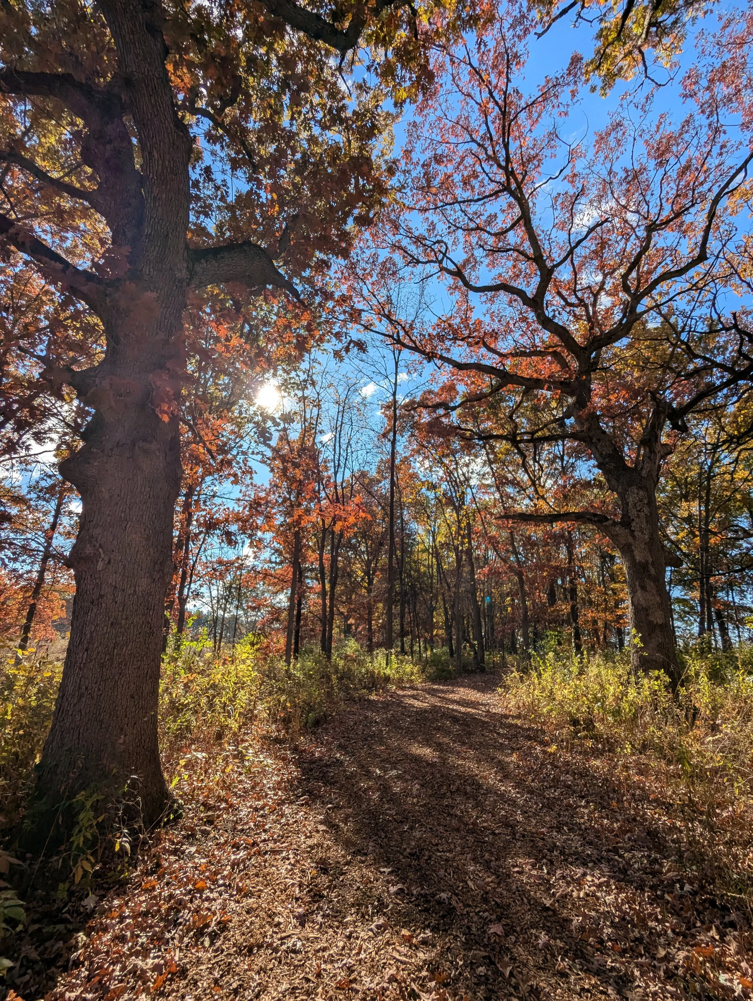 Fall Outdoor Mindfulness Invitation