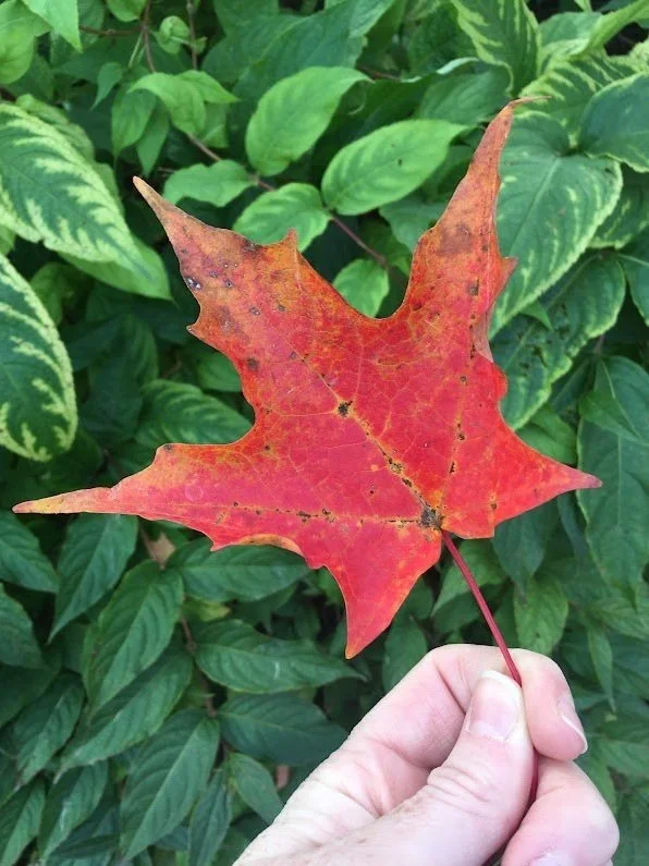 leaf.jpg