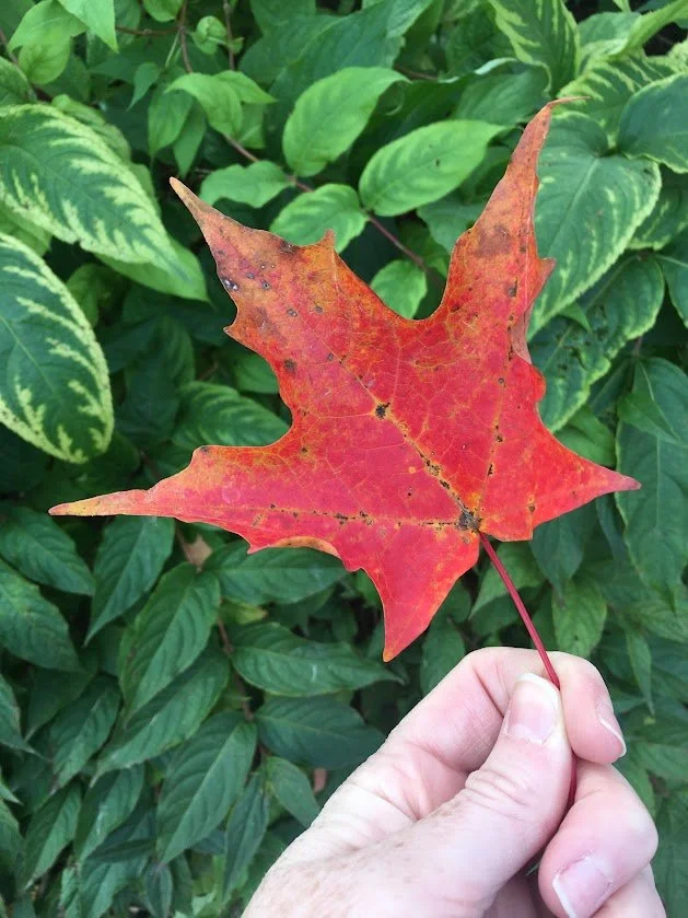 A bright red maple leaf is held by its stem in front of greenery