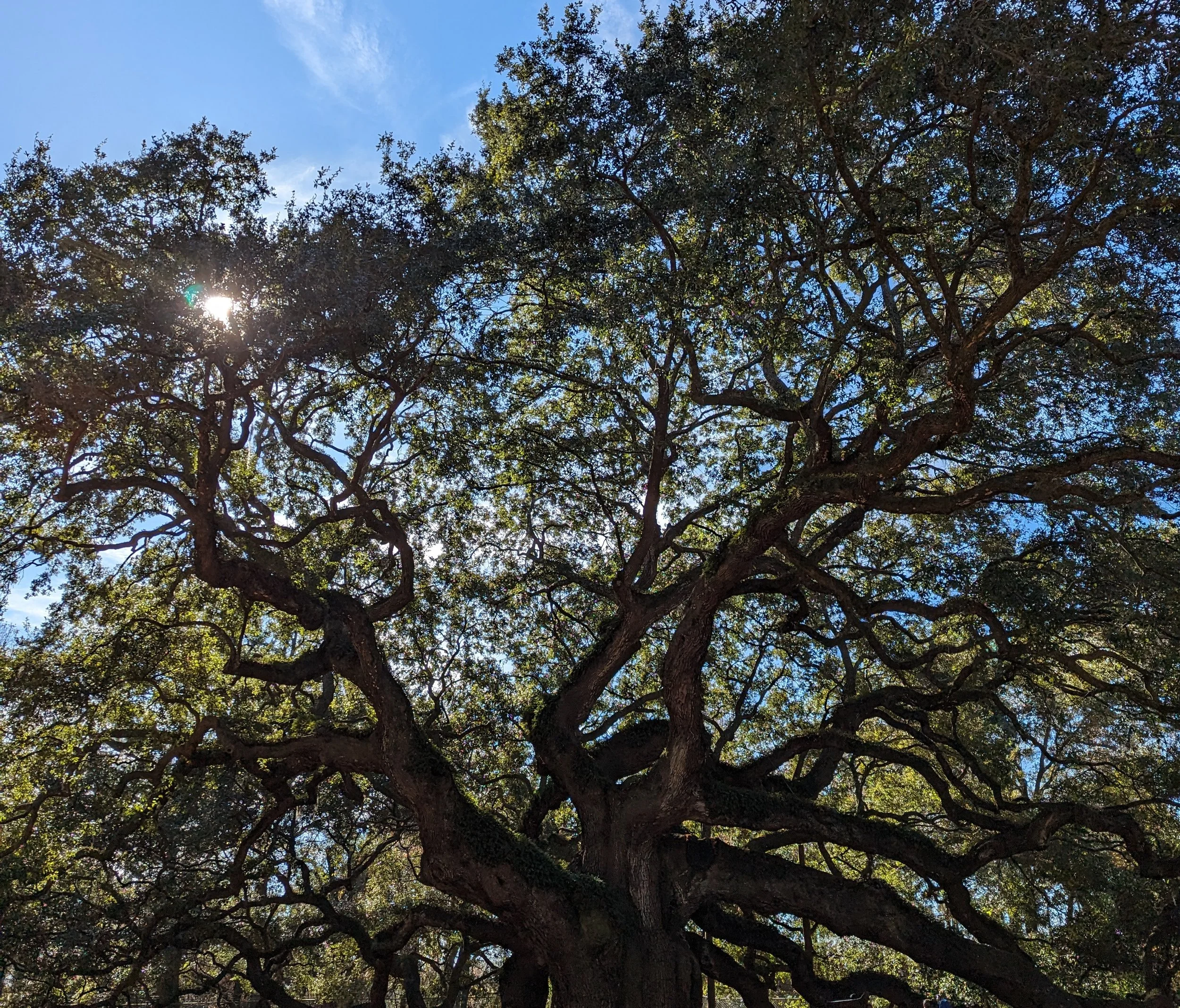 Angel oak tree.jpg