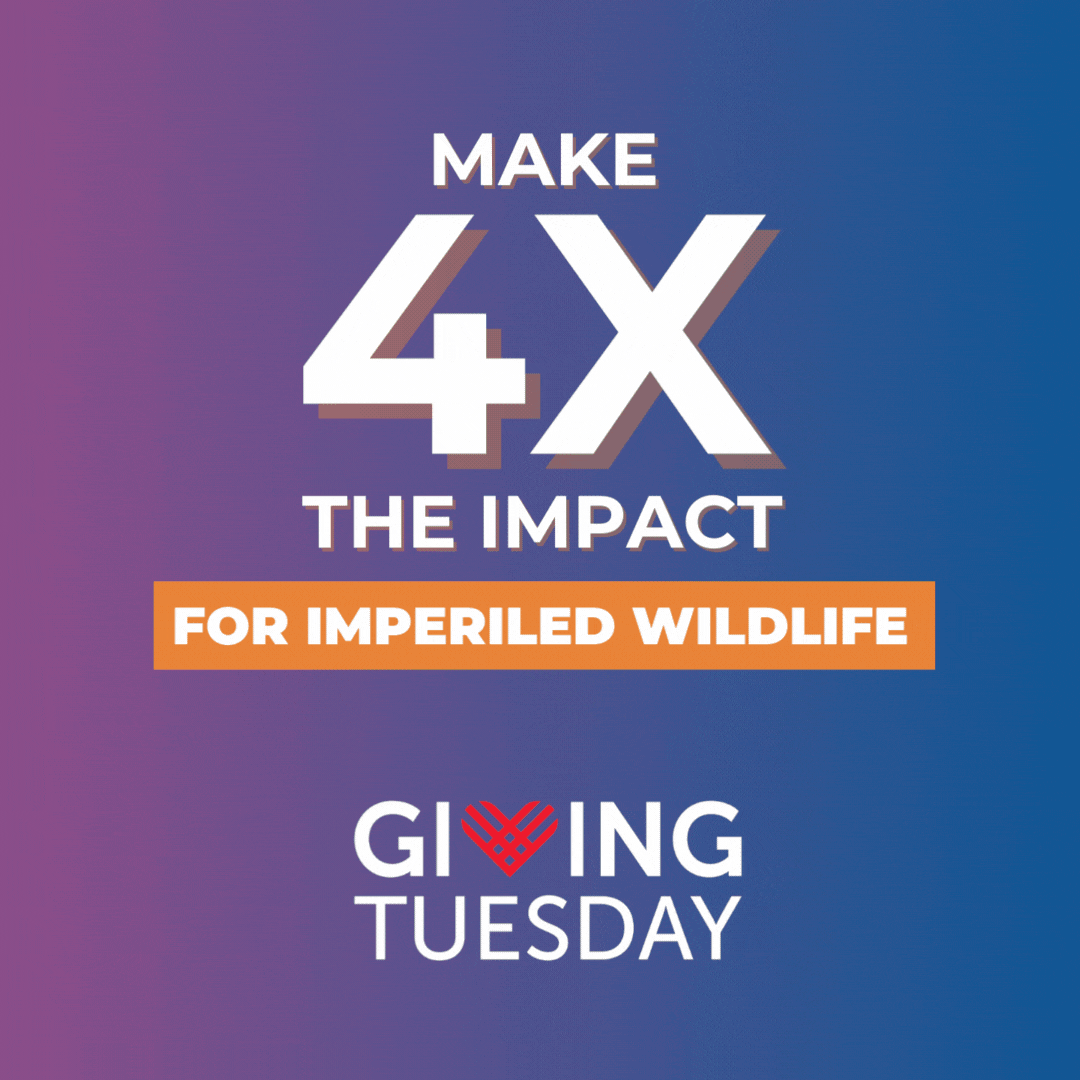 DOW_GivingTuesday-PolarBear_GIF-FB (1).gif