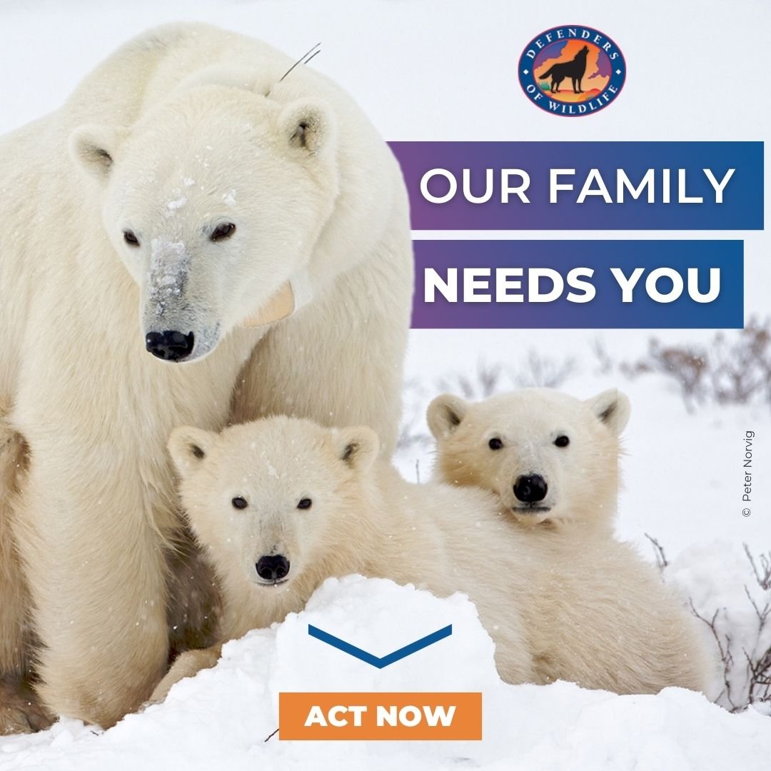 DOW_Static-Ad-FINALS (1).jpg