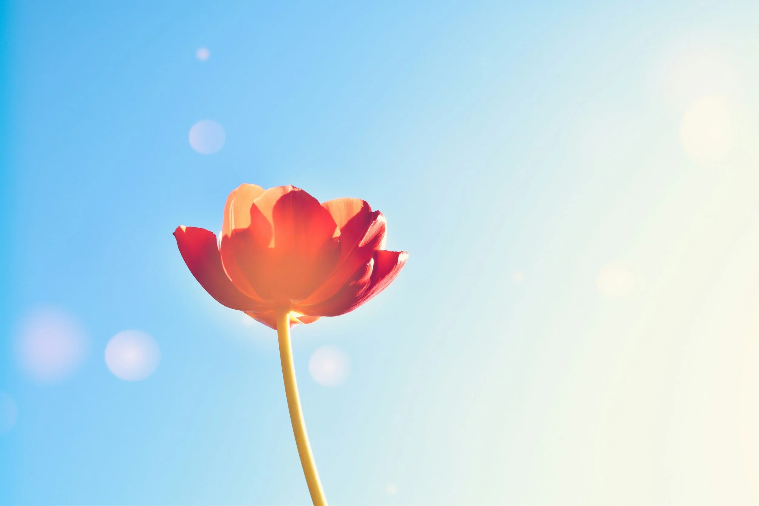 A single red-orange flower against a clear blue sky.