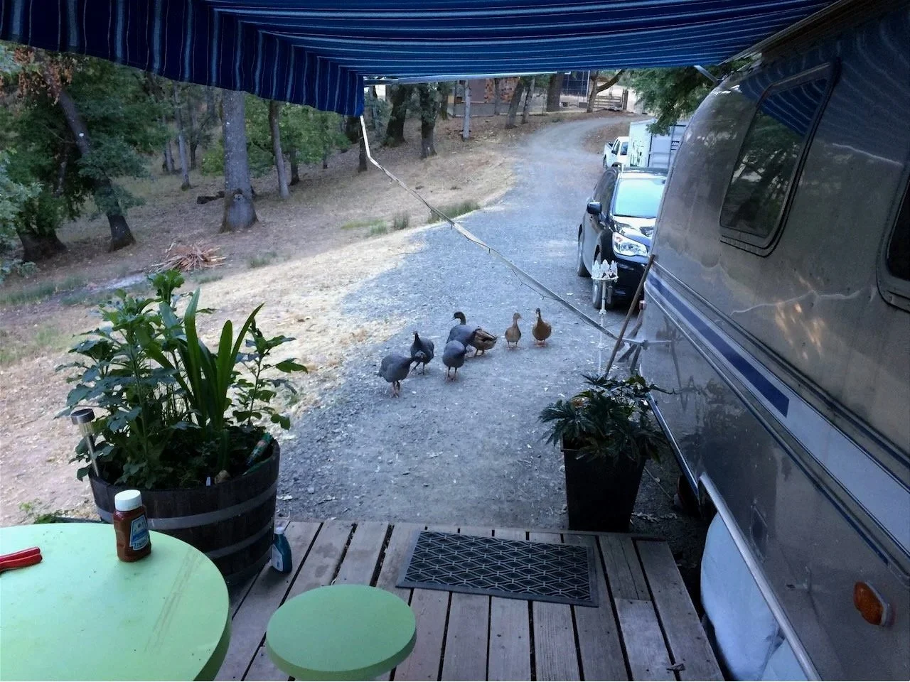 Ducks again. We started with quite a few, so this must be early on. They'd march all over the place...