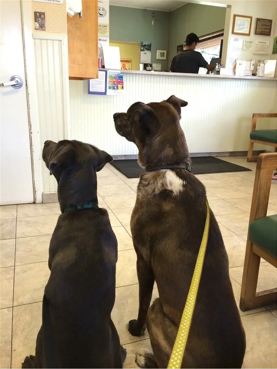 Not at home, but Pluto (Steve's) and Willa were a such pair! great shot of them waiting at the vet...