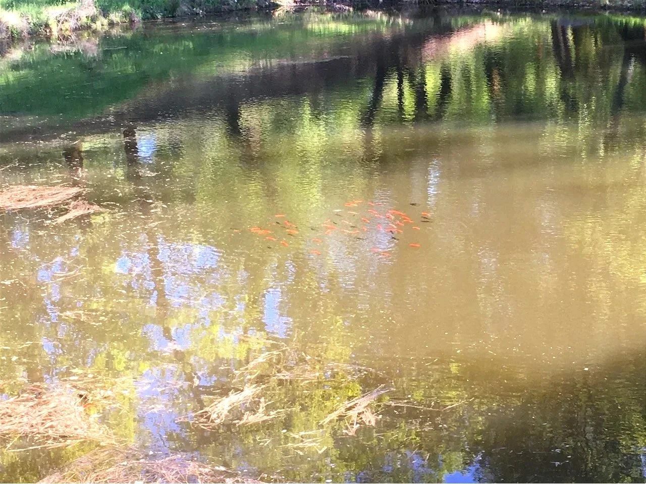 ...and those few fish, it took a couple years, but they became a school...