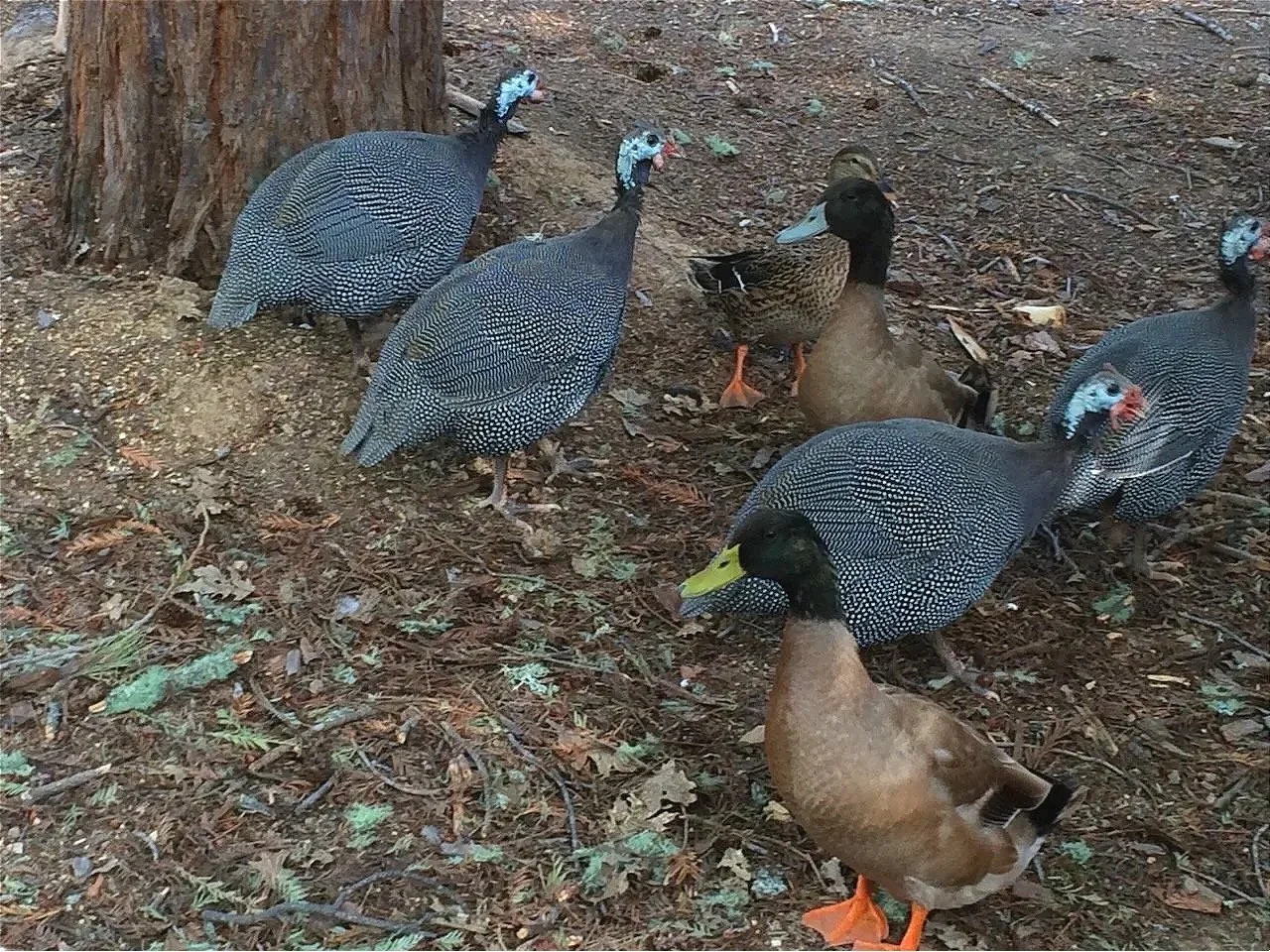 We started with some guineafowl, supposed to be protective of the chickens and ducks, but they. are. noisy!...
