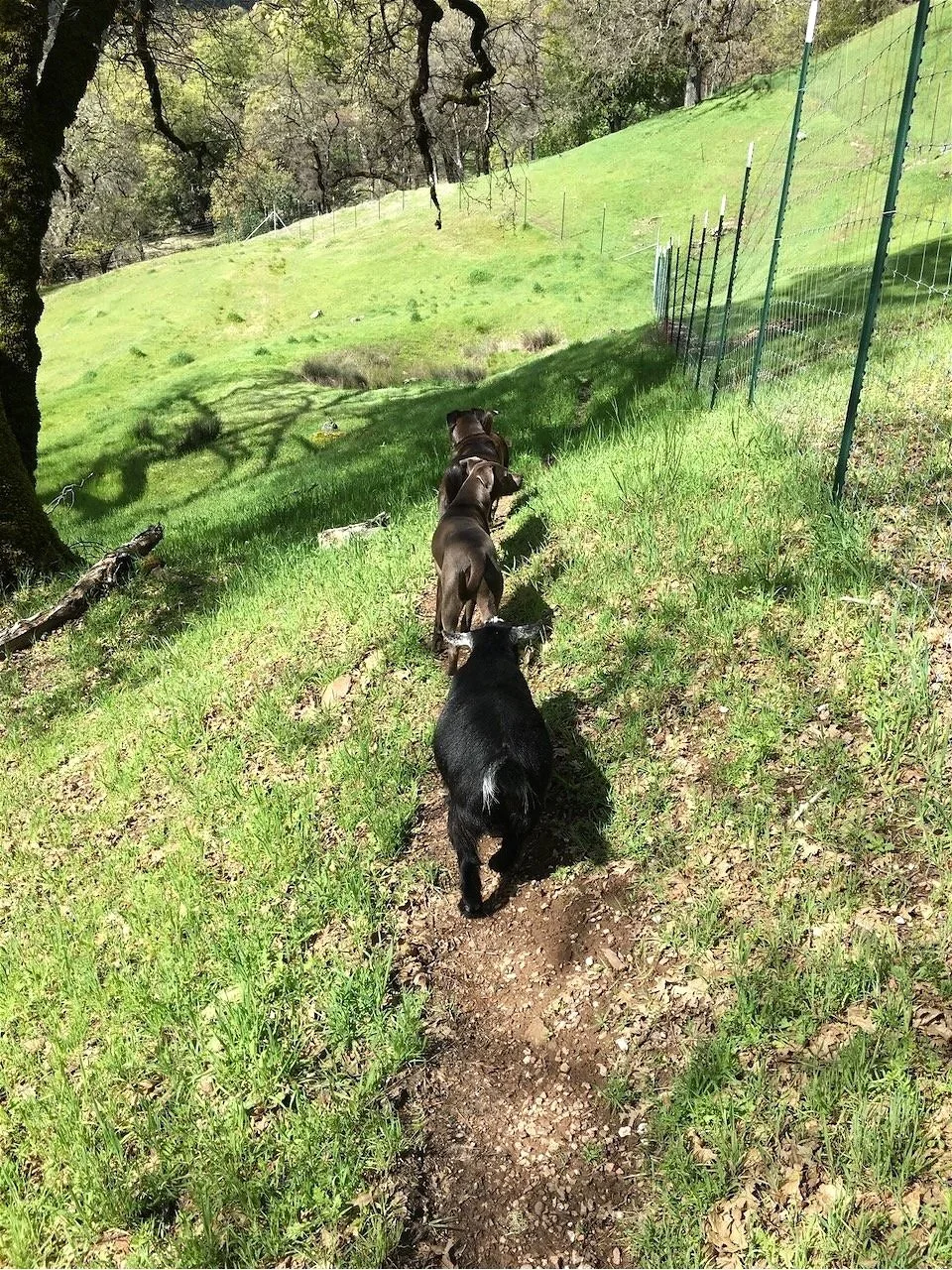 Time for a walk...the pygmy goats and dogs move in line on the narrow trail...