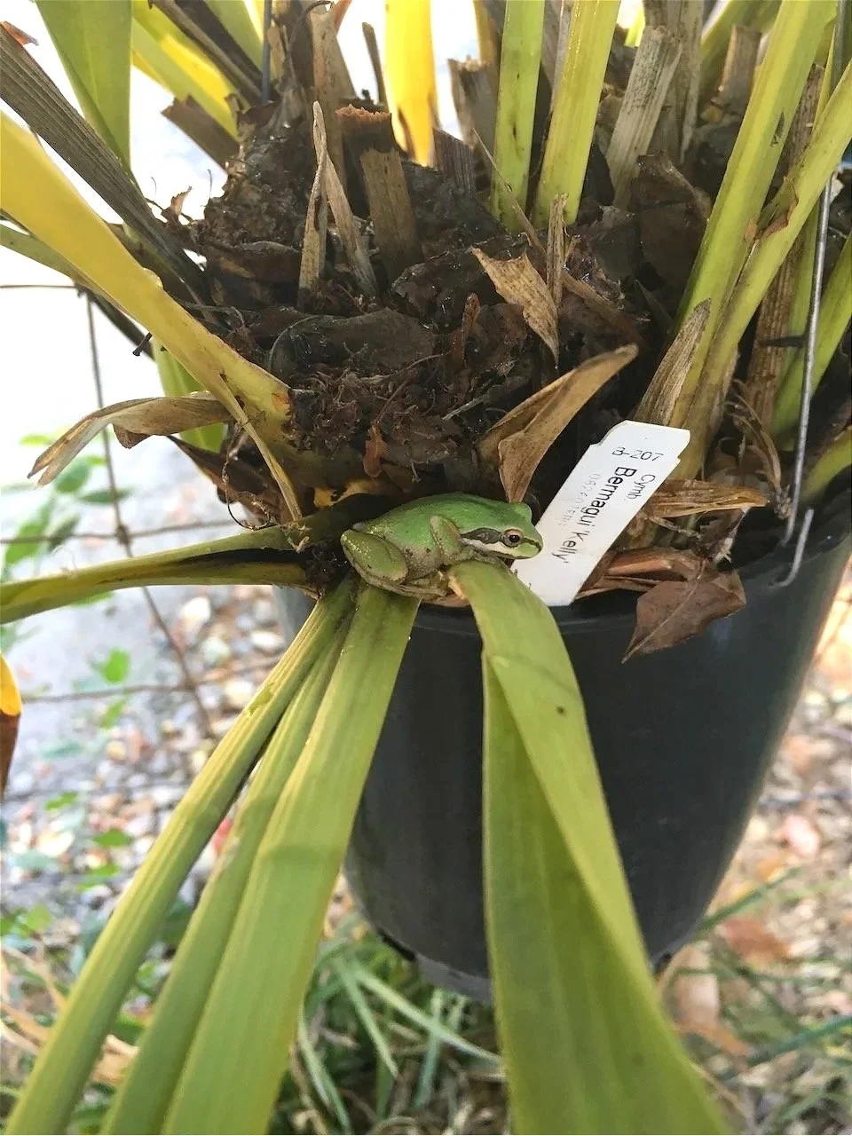 Tree frog in a cymbidium pot...