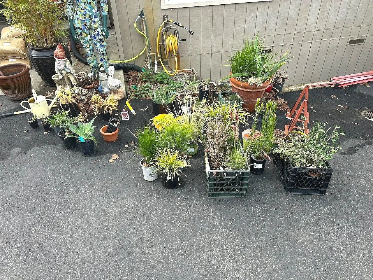 Next?  The plants!  Many visits to local nurseries, UC Botanical Garden and I have a collection to be placed in the ground...