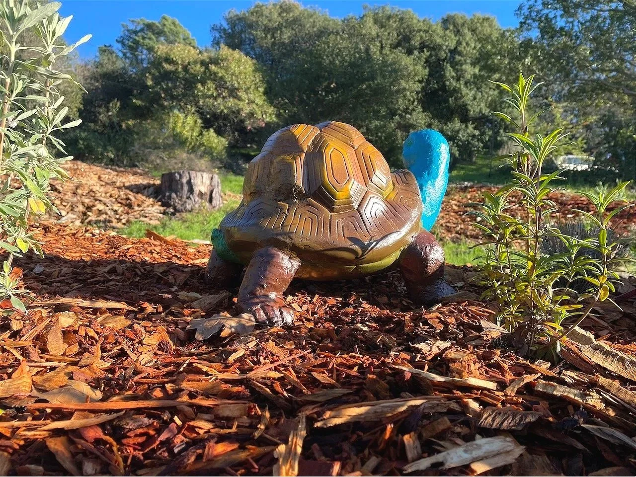 Another rescue...after cleaning up this dull tortoise - I found it was a rare blue-necked variety!...