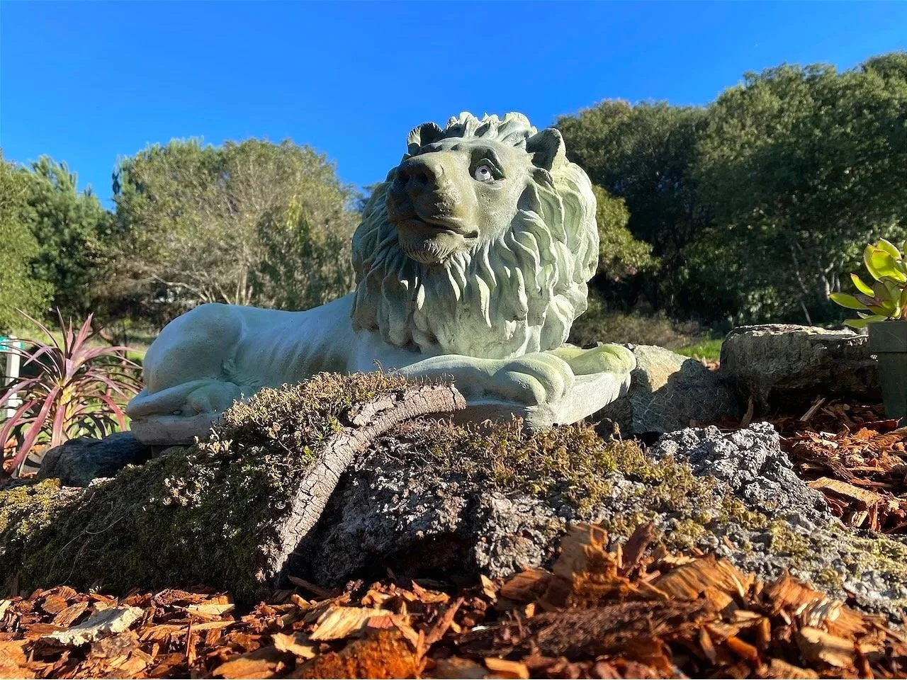 A plain resin lion, originally concrete grey, now a proud aged bronze (shh - he doesn't know!)...