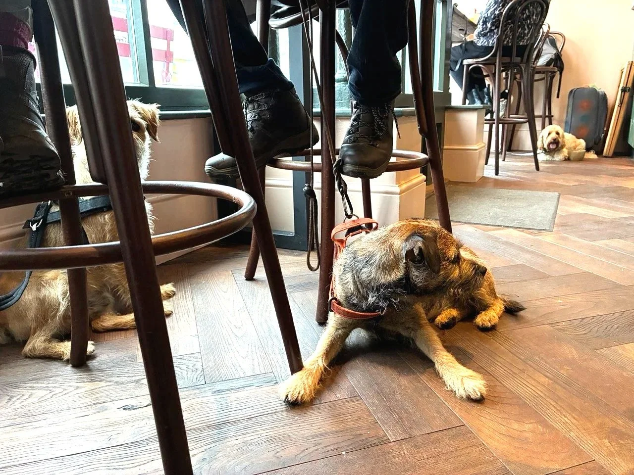 ...dogs in the cafe; there were more than I could get in this one shot