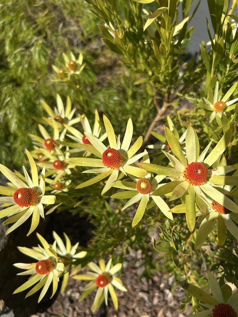 flowers.png