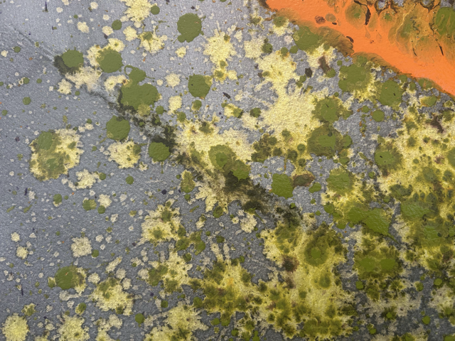 moss.png